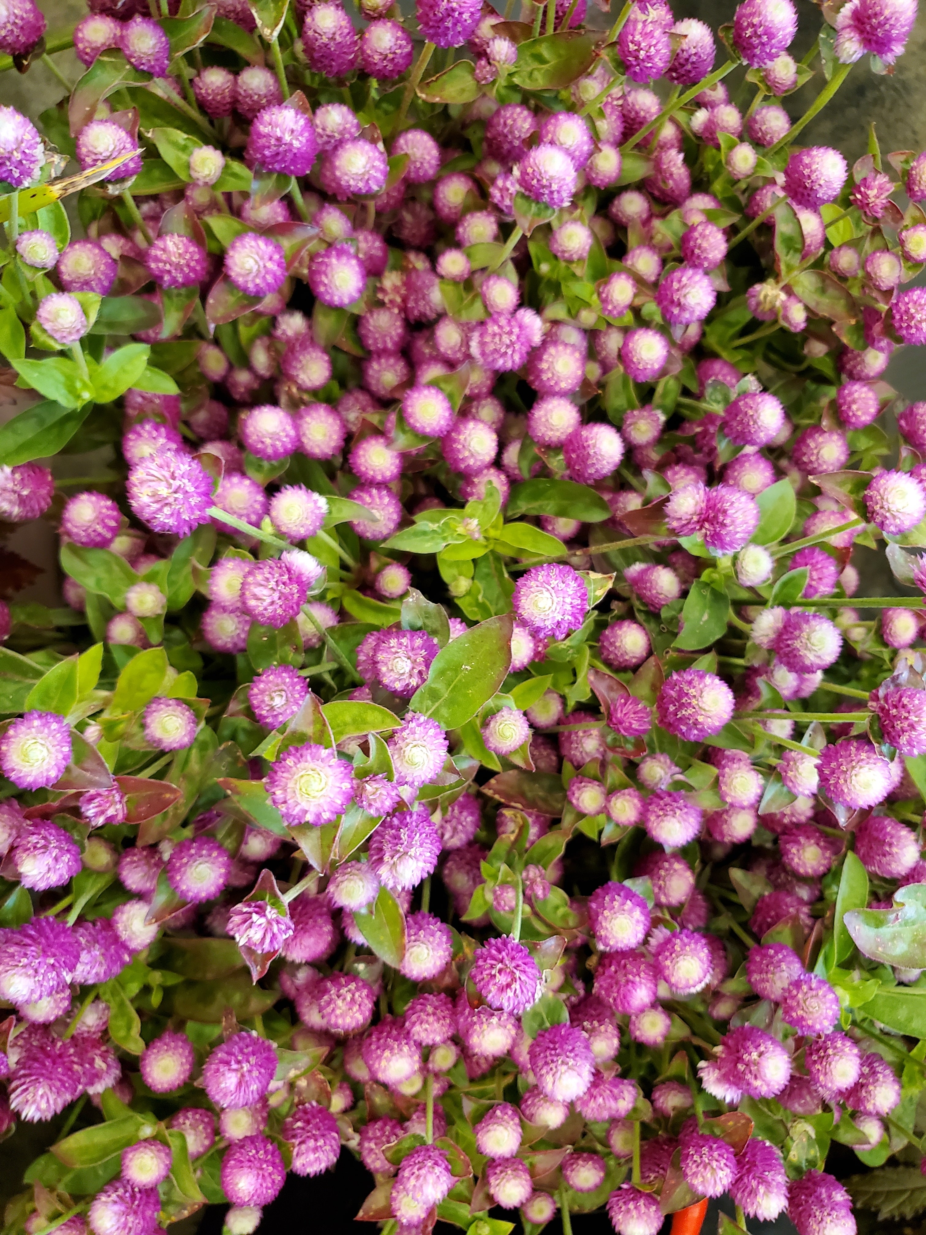Gomphrena