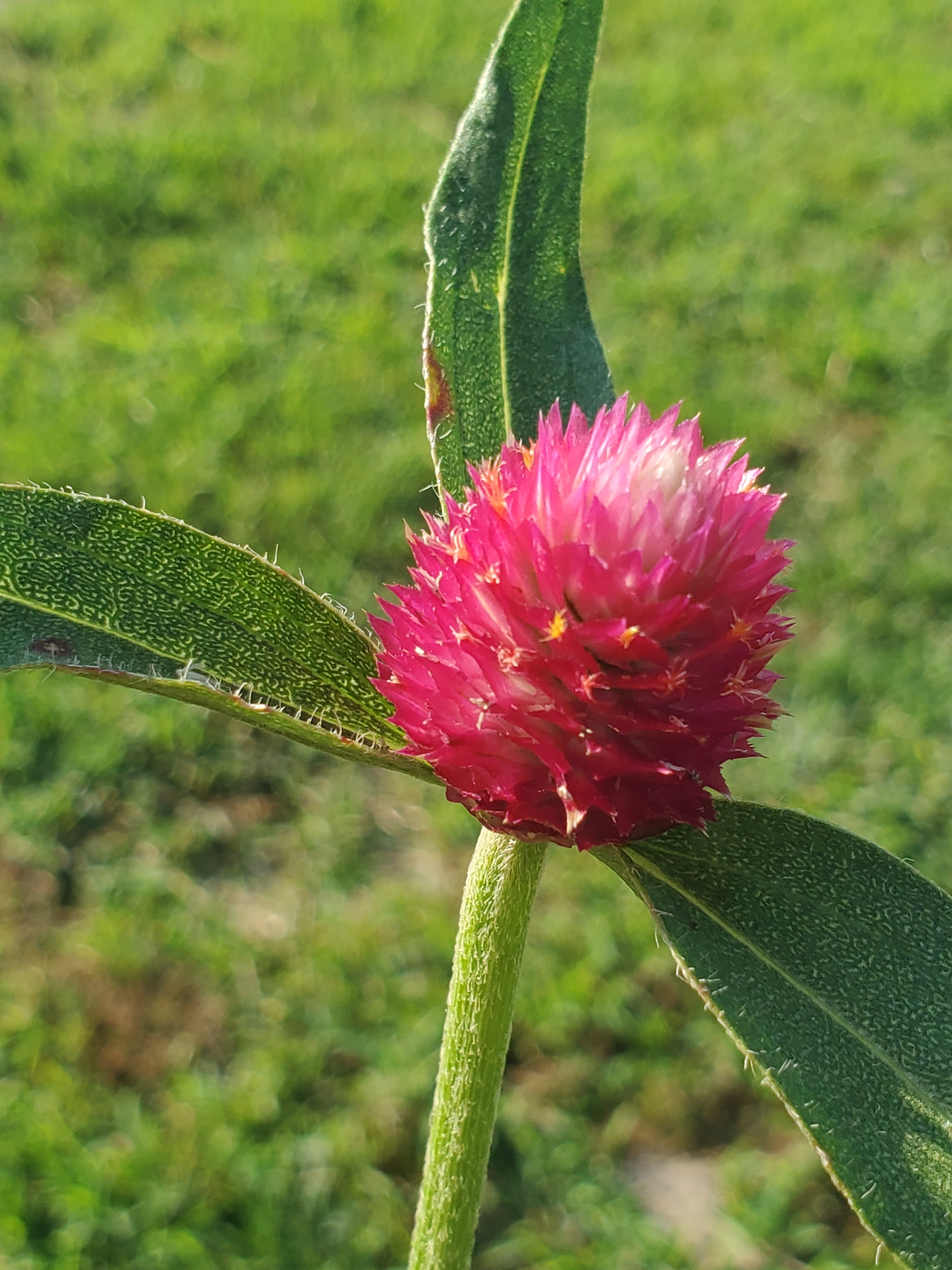 Gomphrena