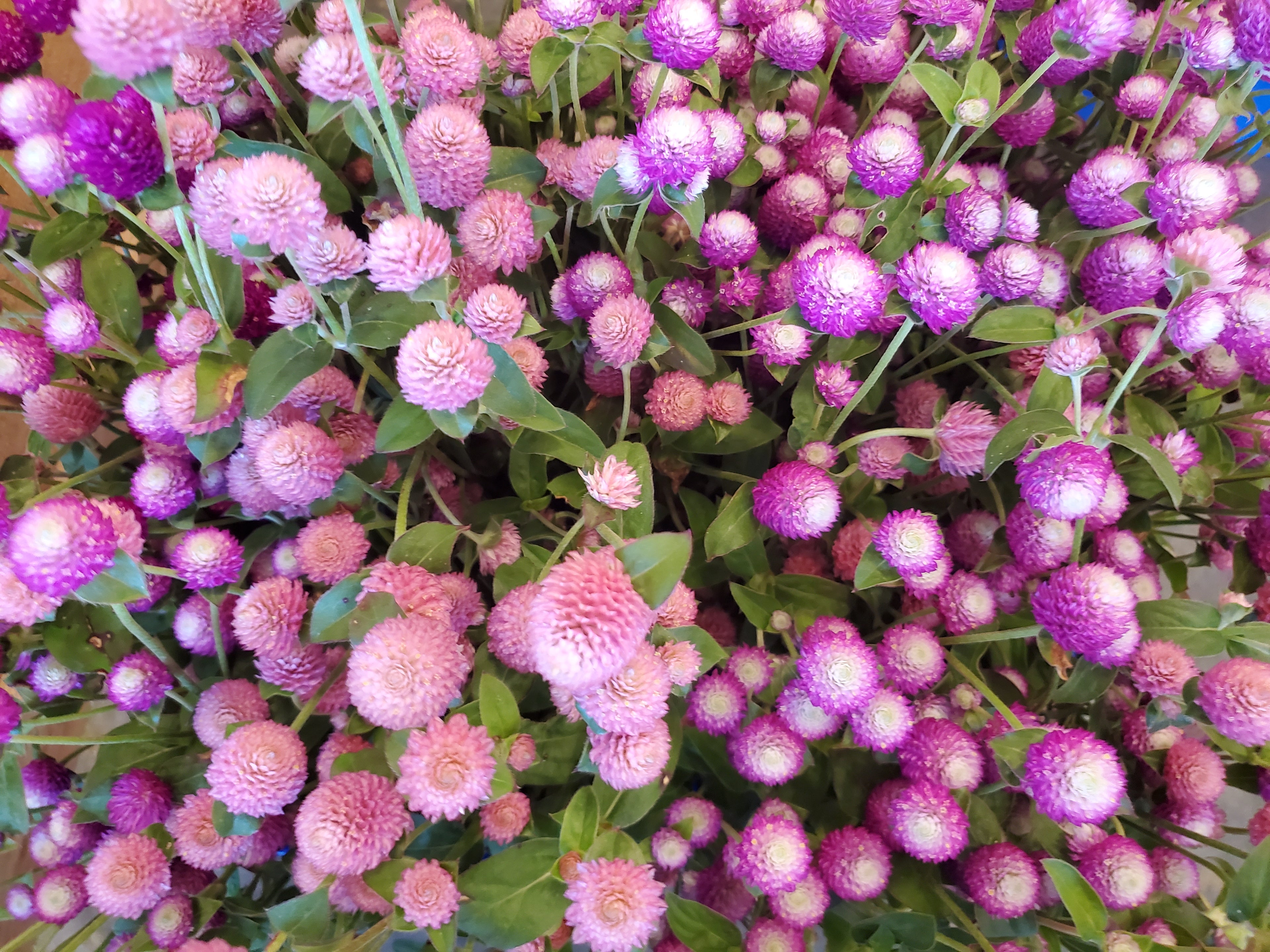 Gomphrena
