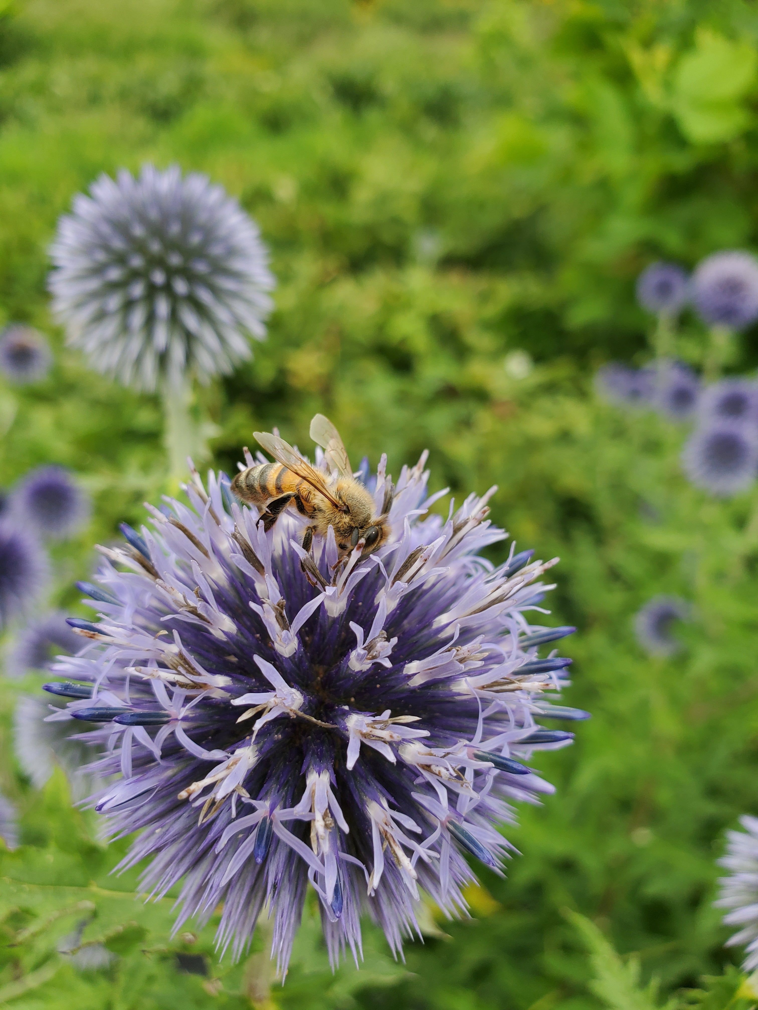 Echinops