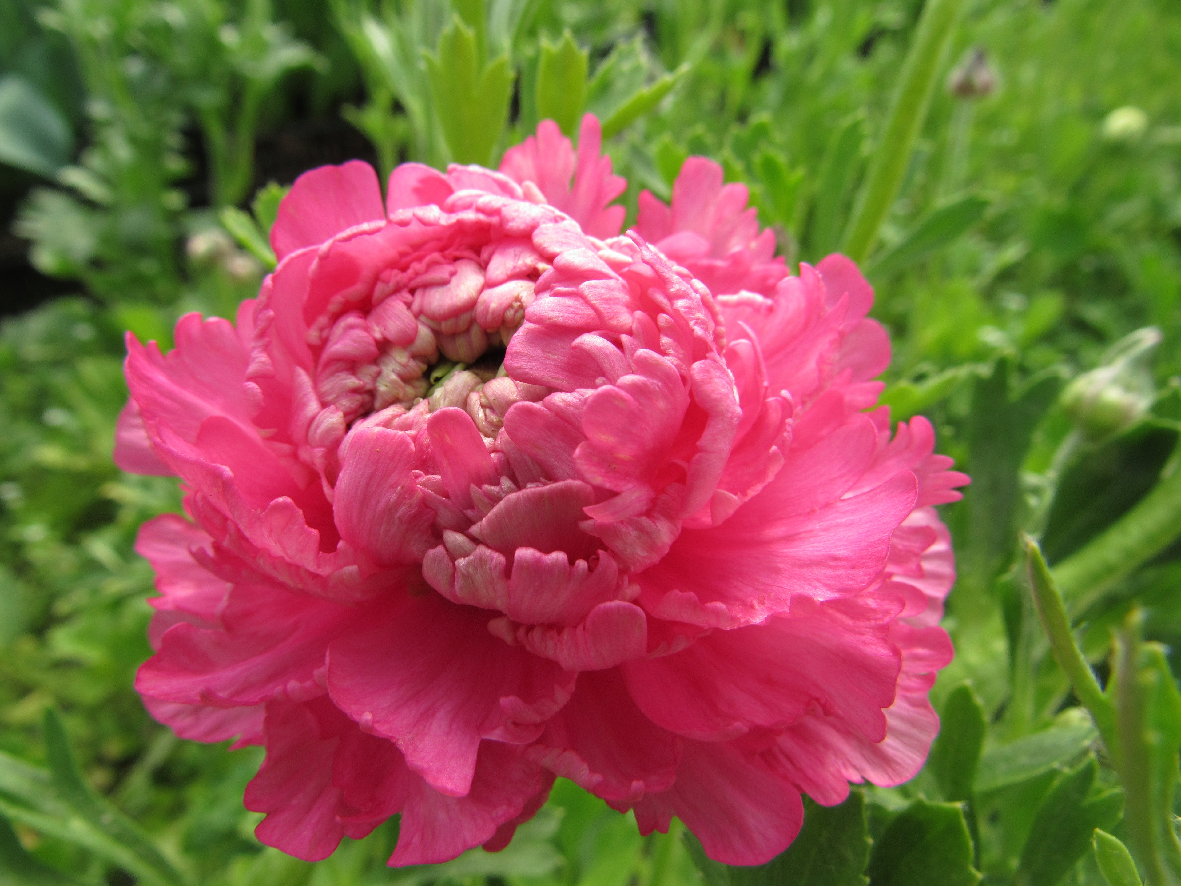 Ranunculus