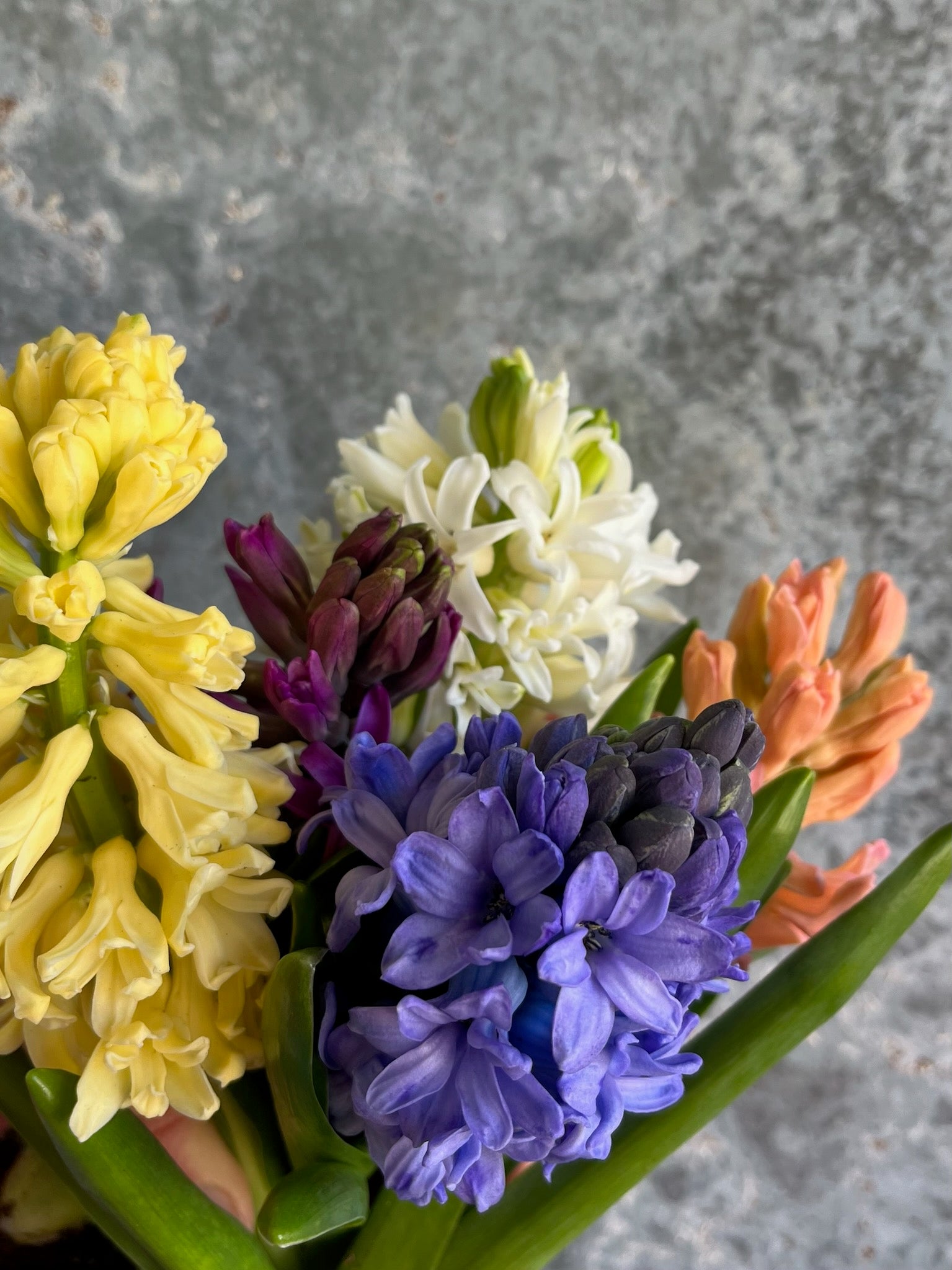 Hyacinth