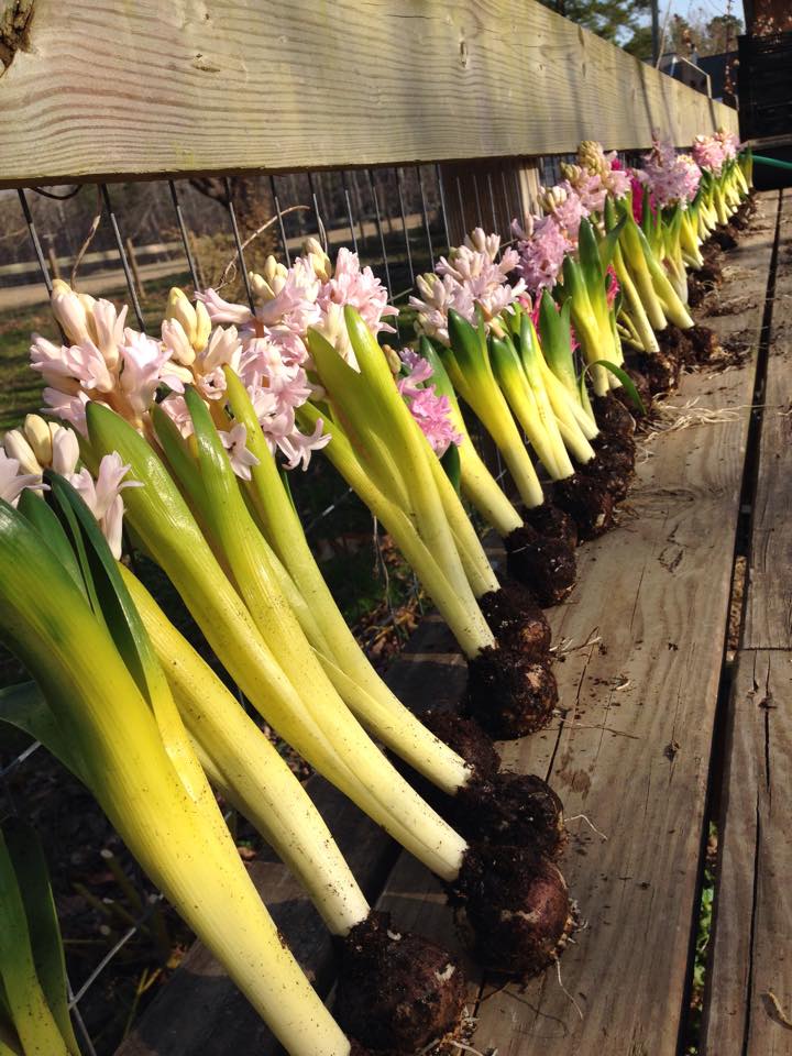 Hyacinth