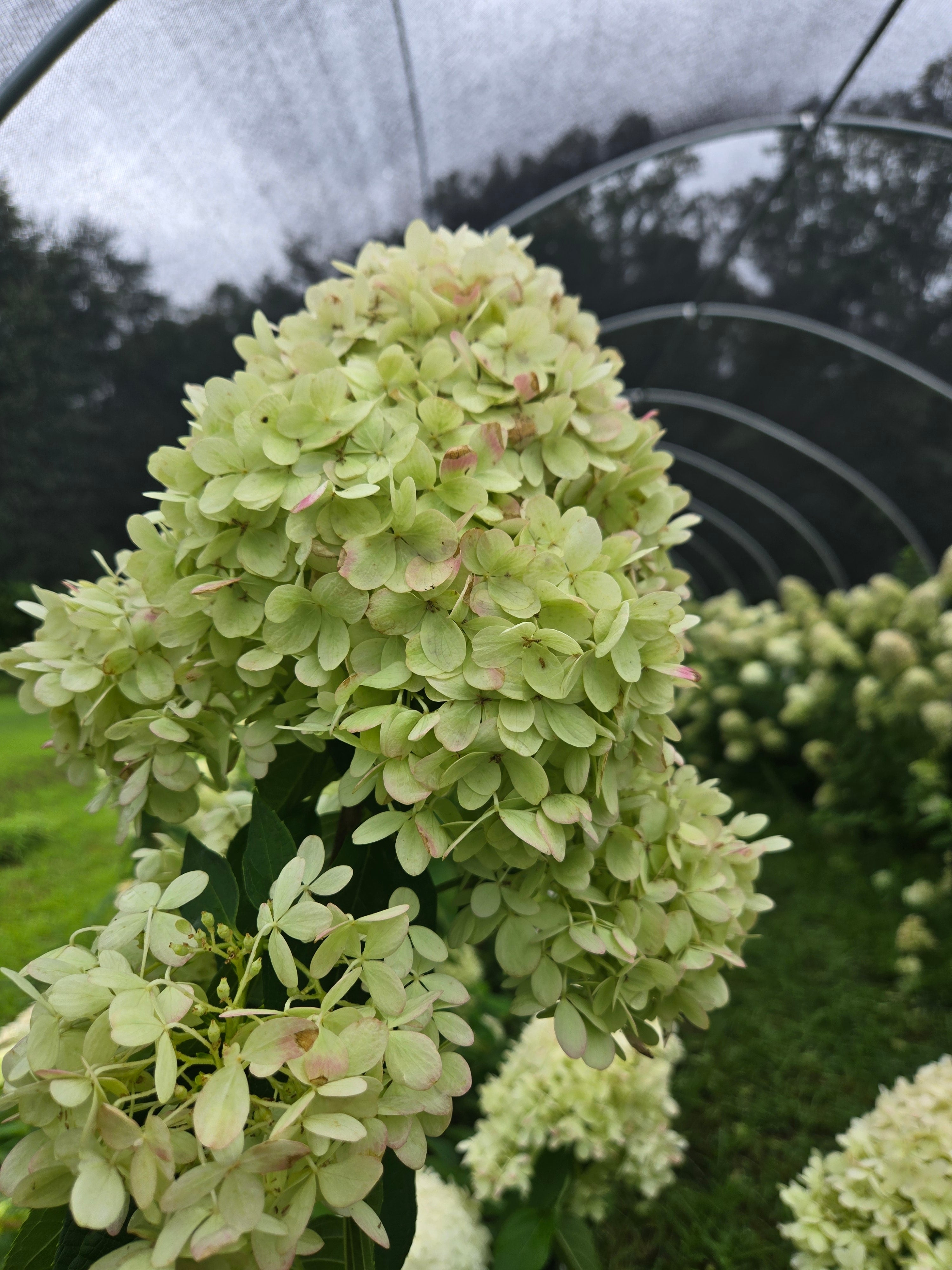 Hydrangea