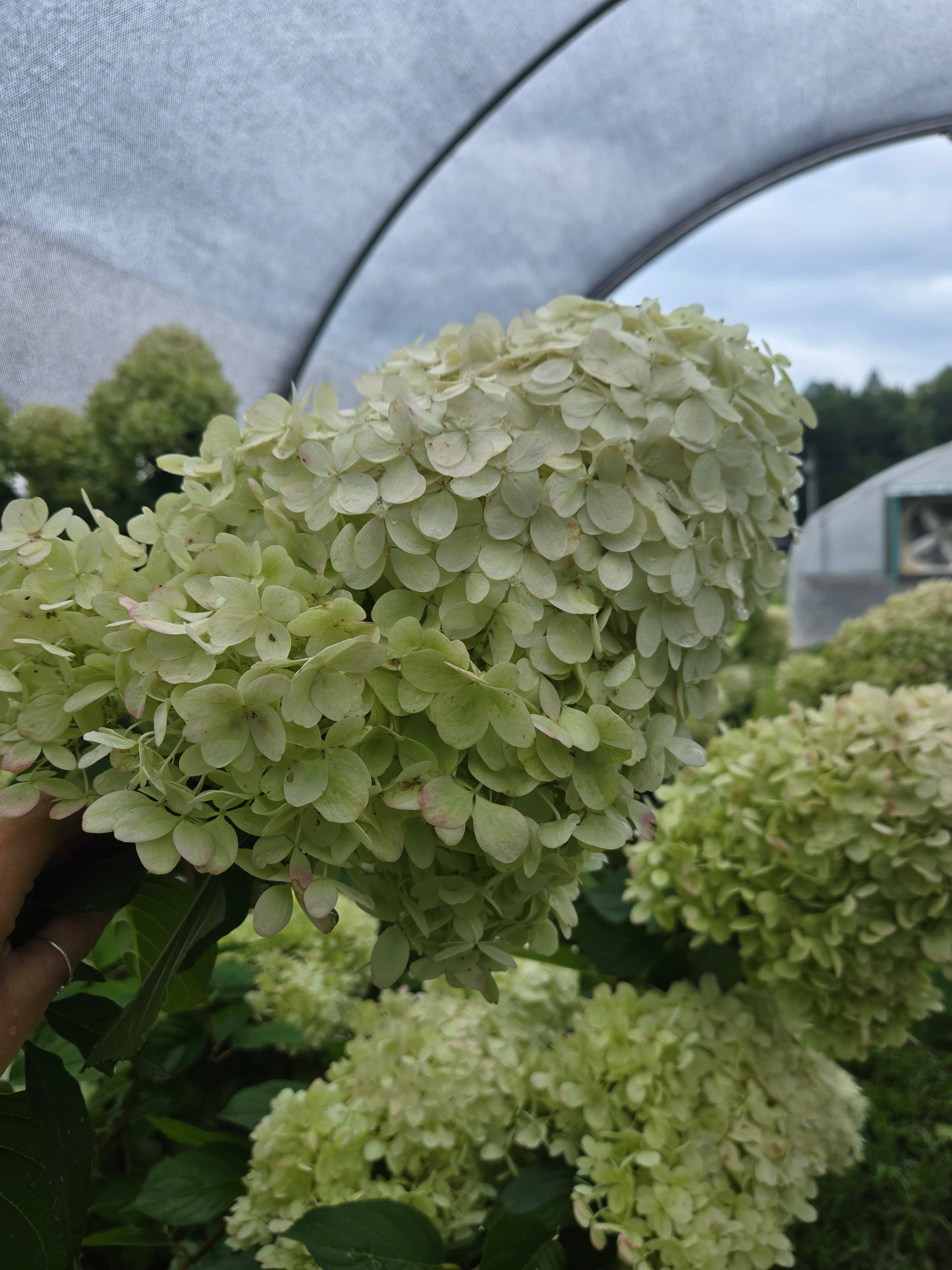 Hydrangea