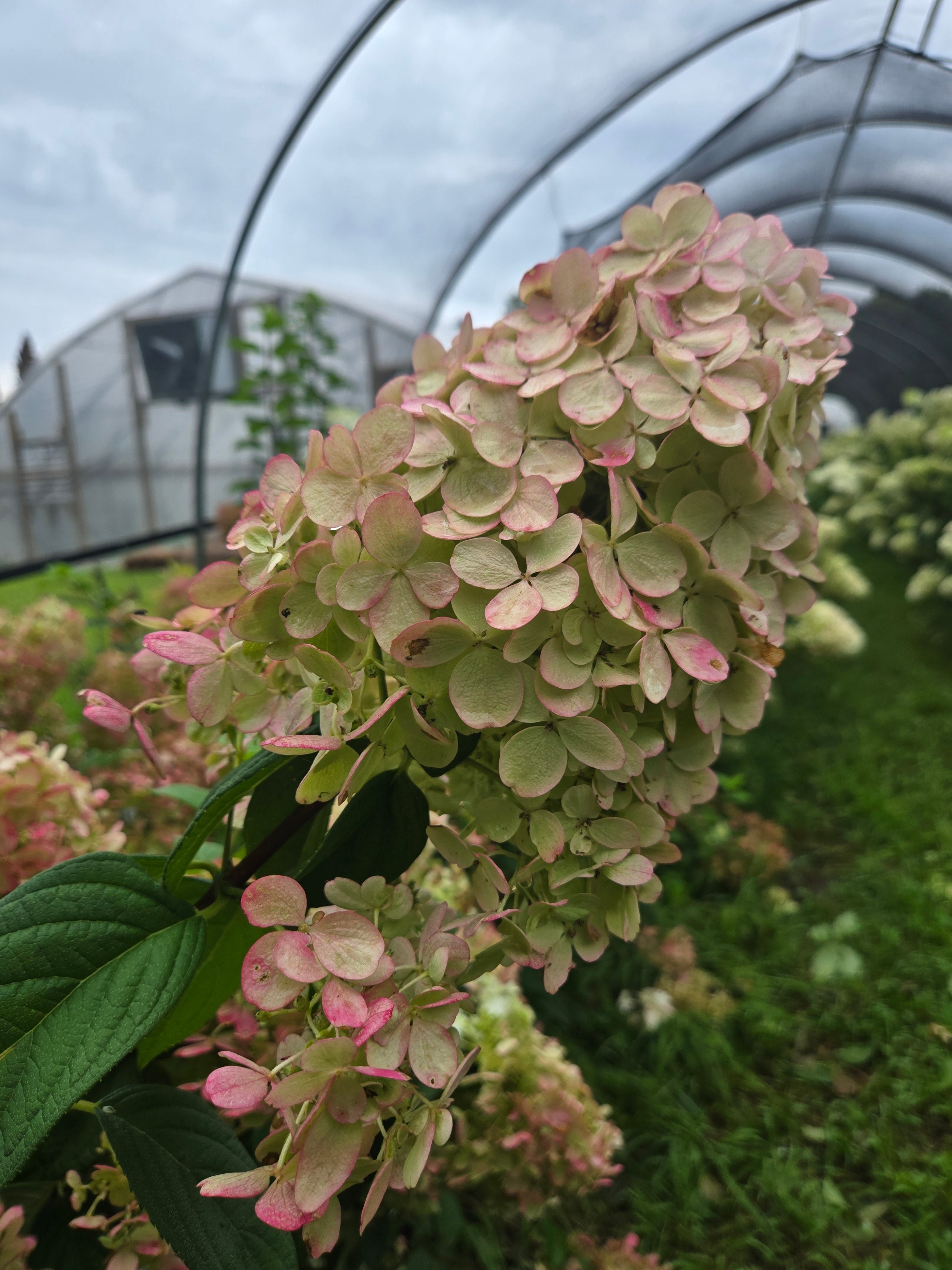 Hydrangea