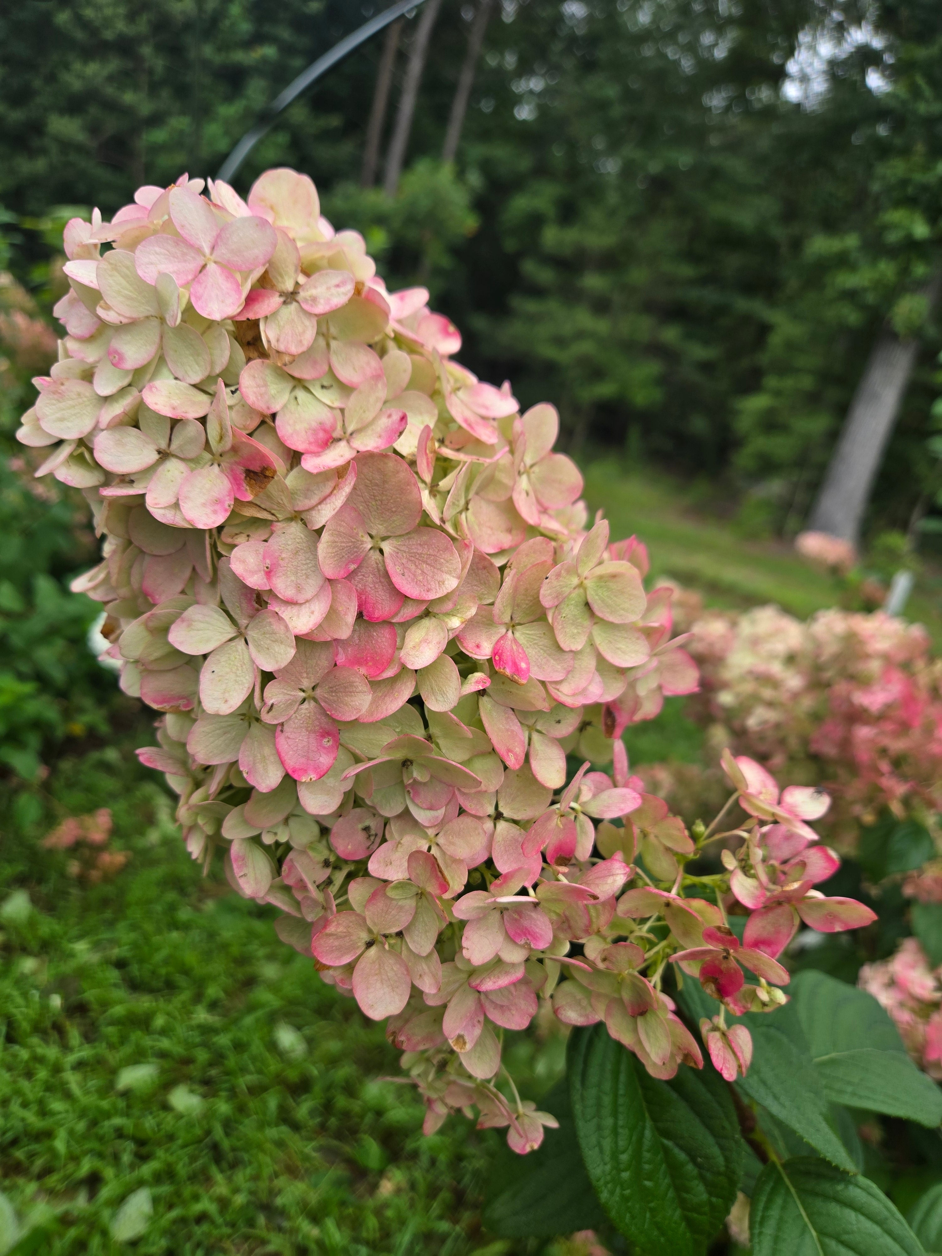 Hydrangea