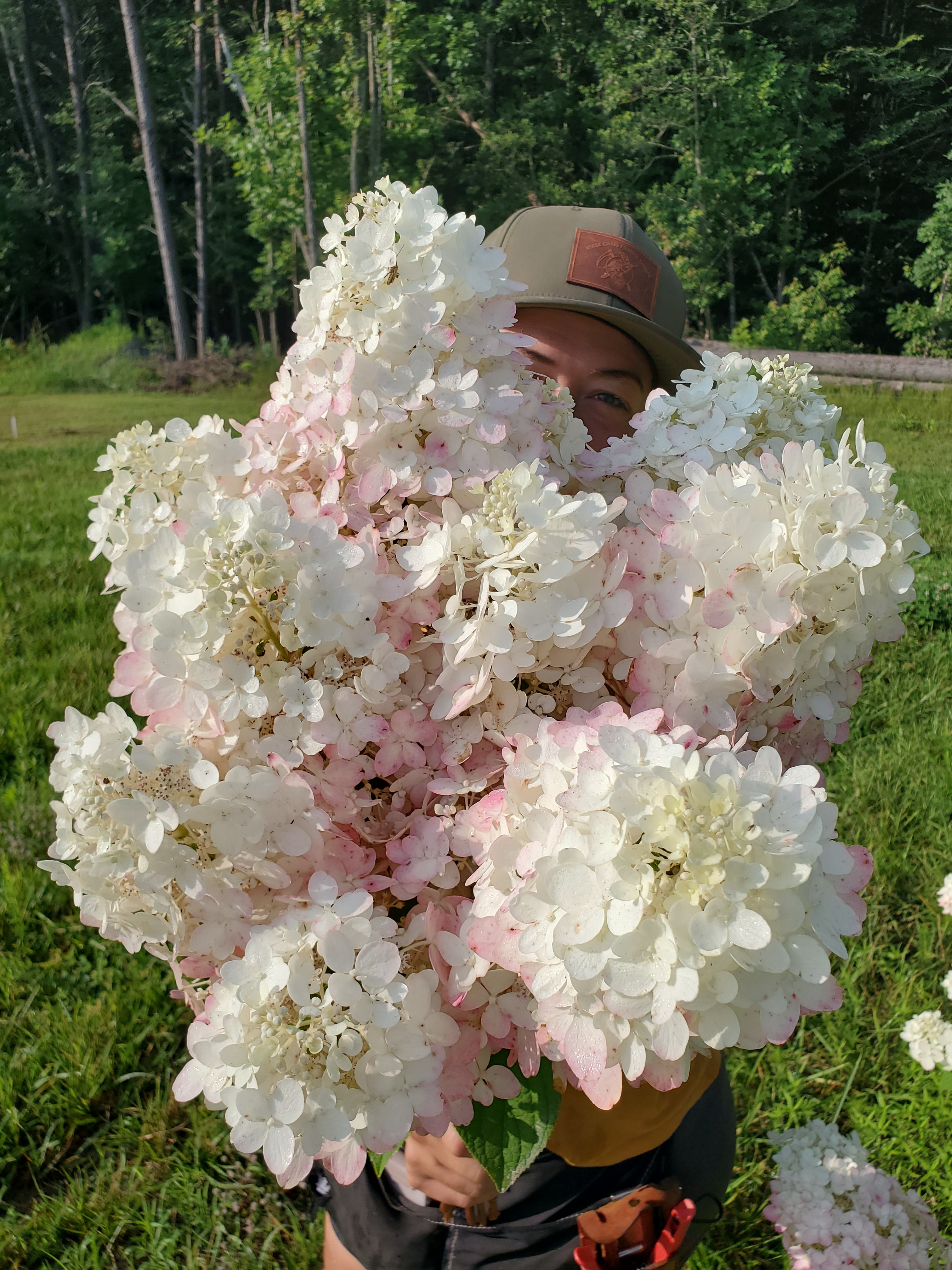 Hydrangea