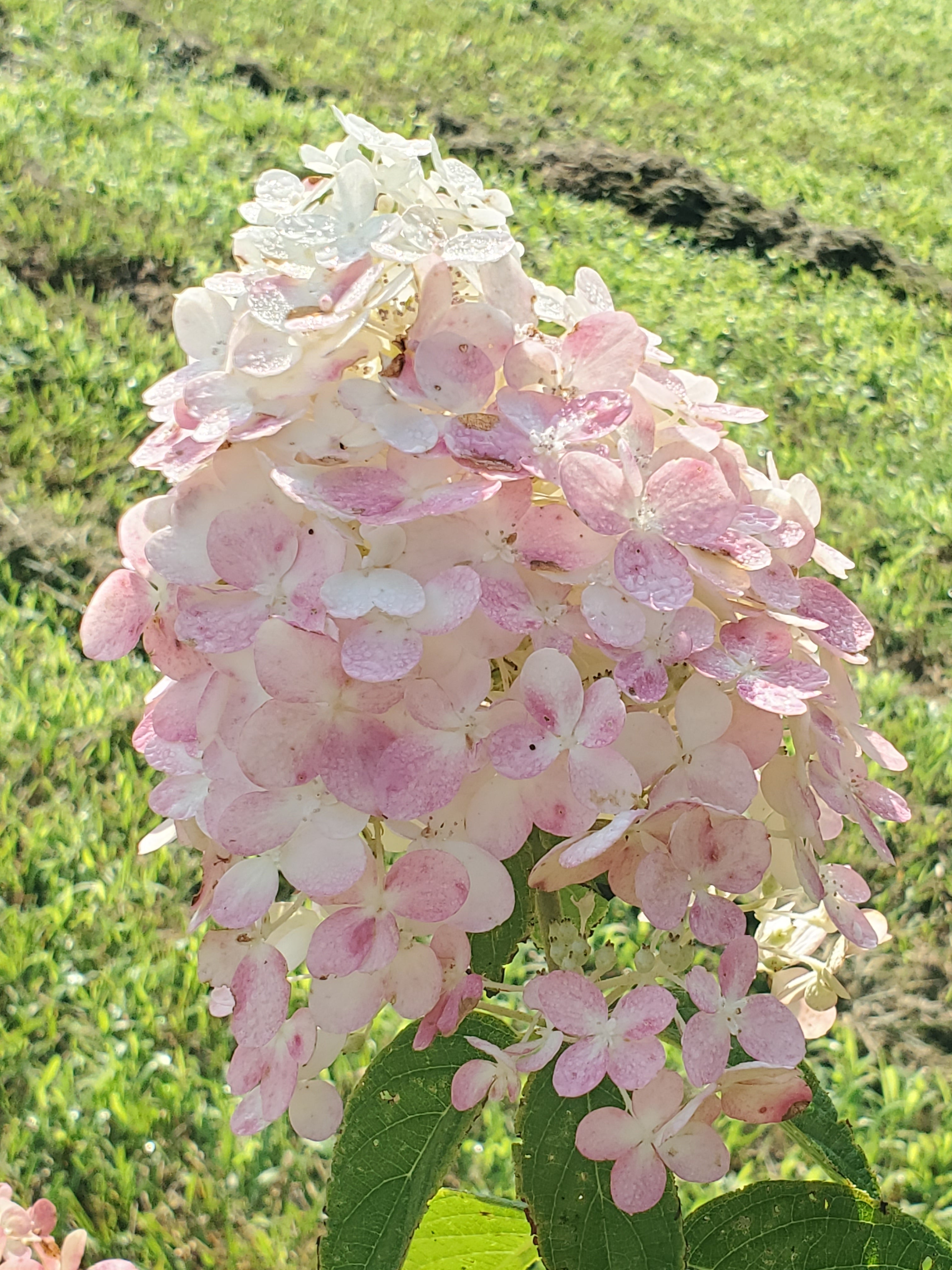 Hydrangea