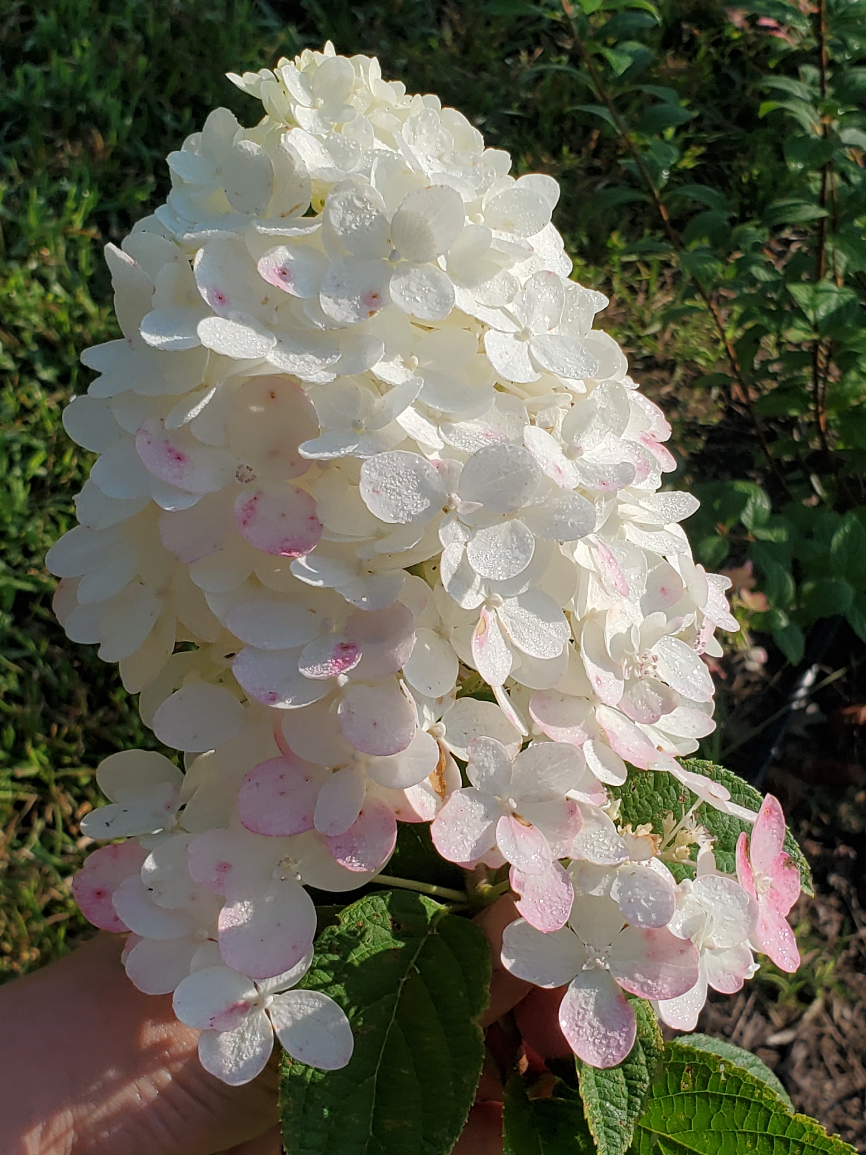 Hydrangea