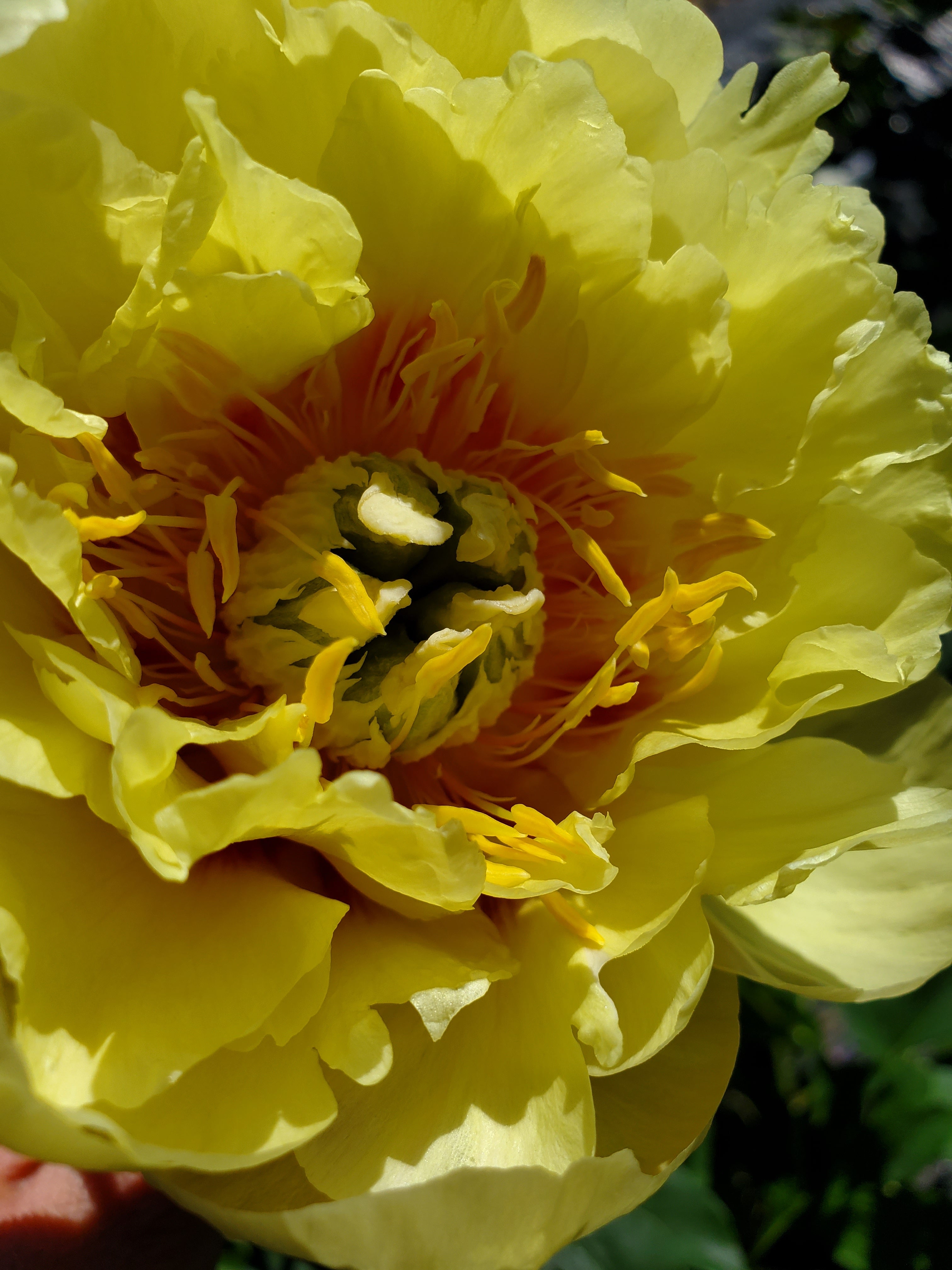 Peony