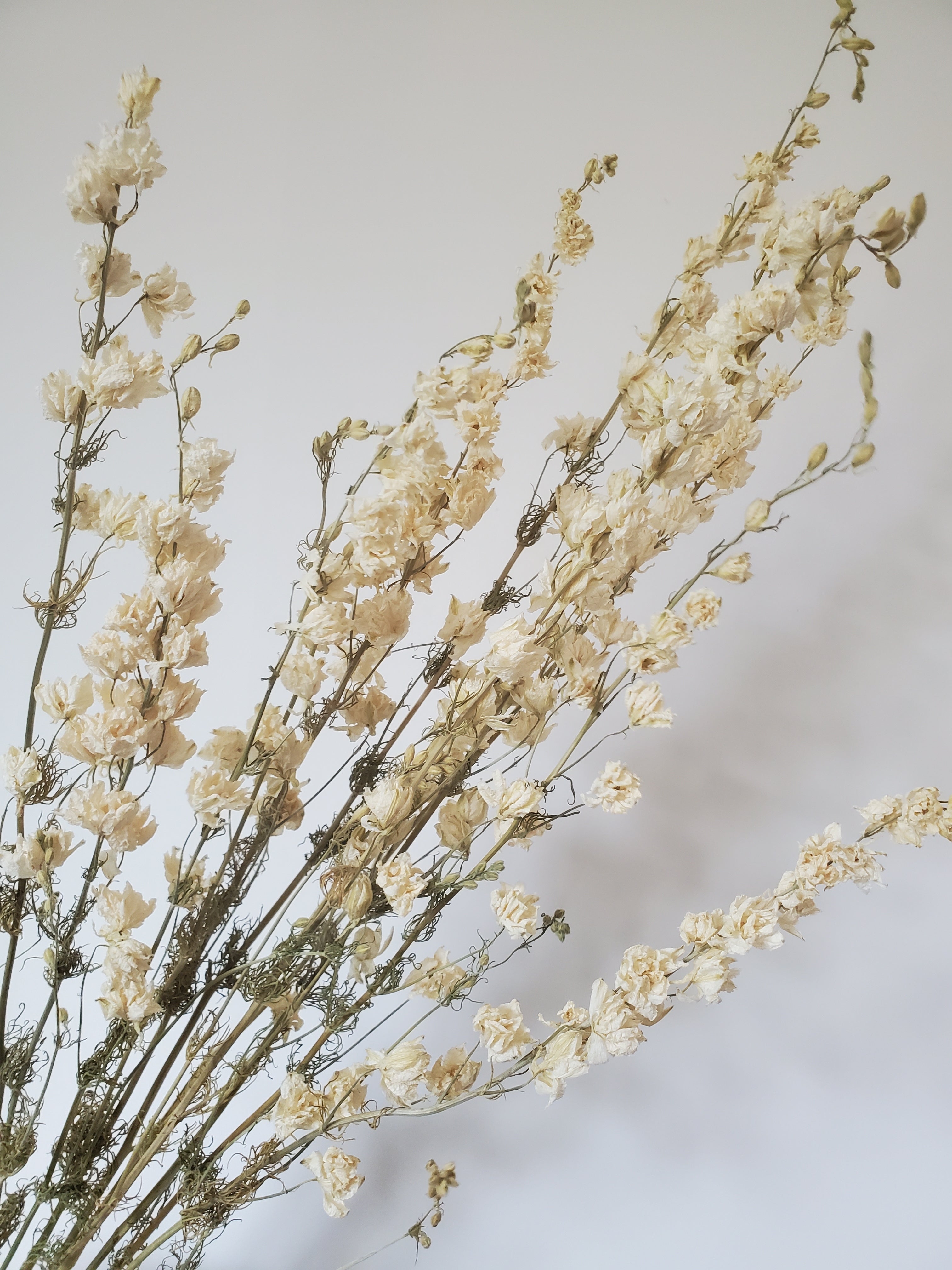 Larkspur- DRIED
