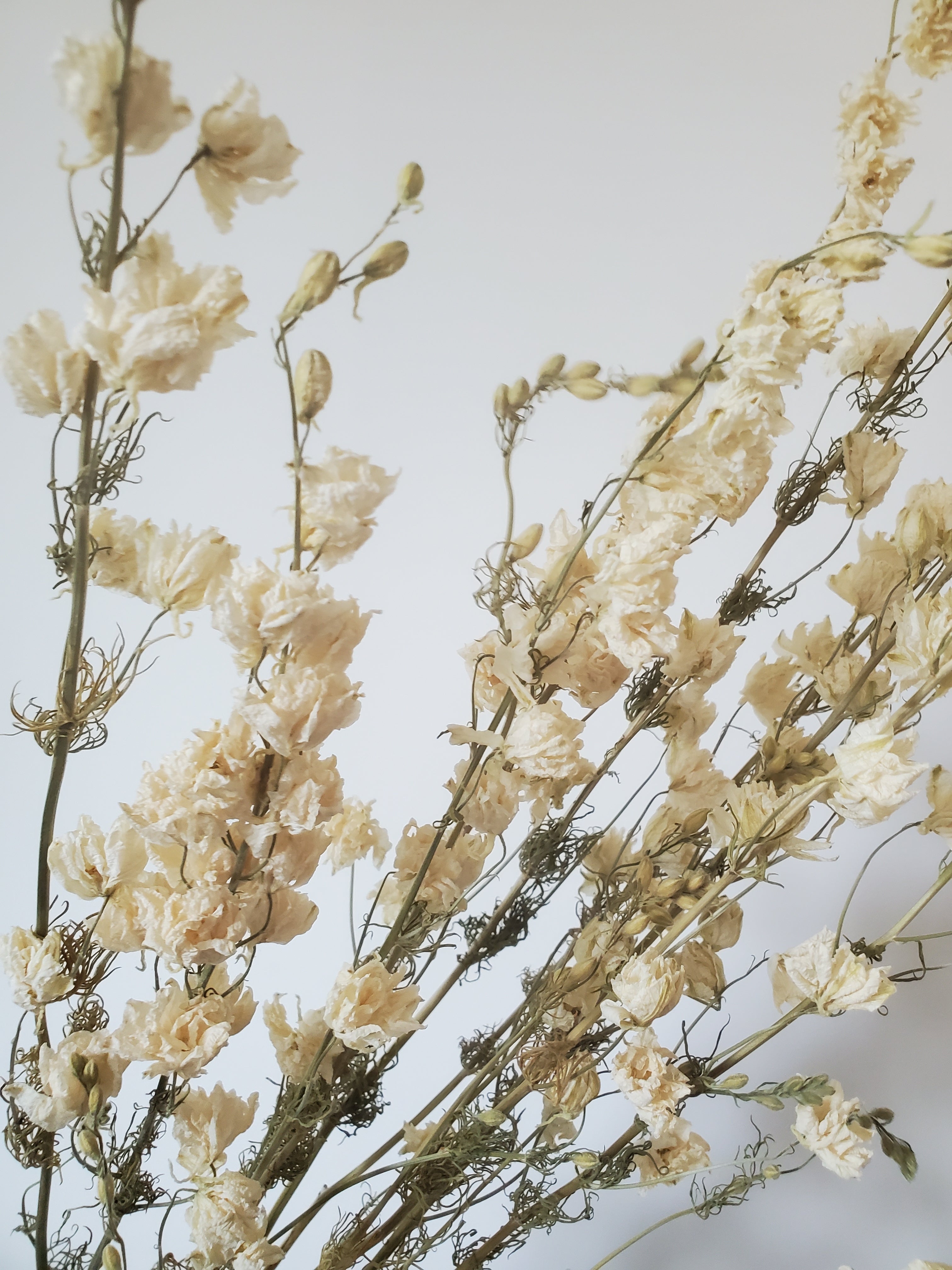 Larkspur- DRIED