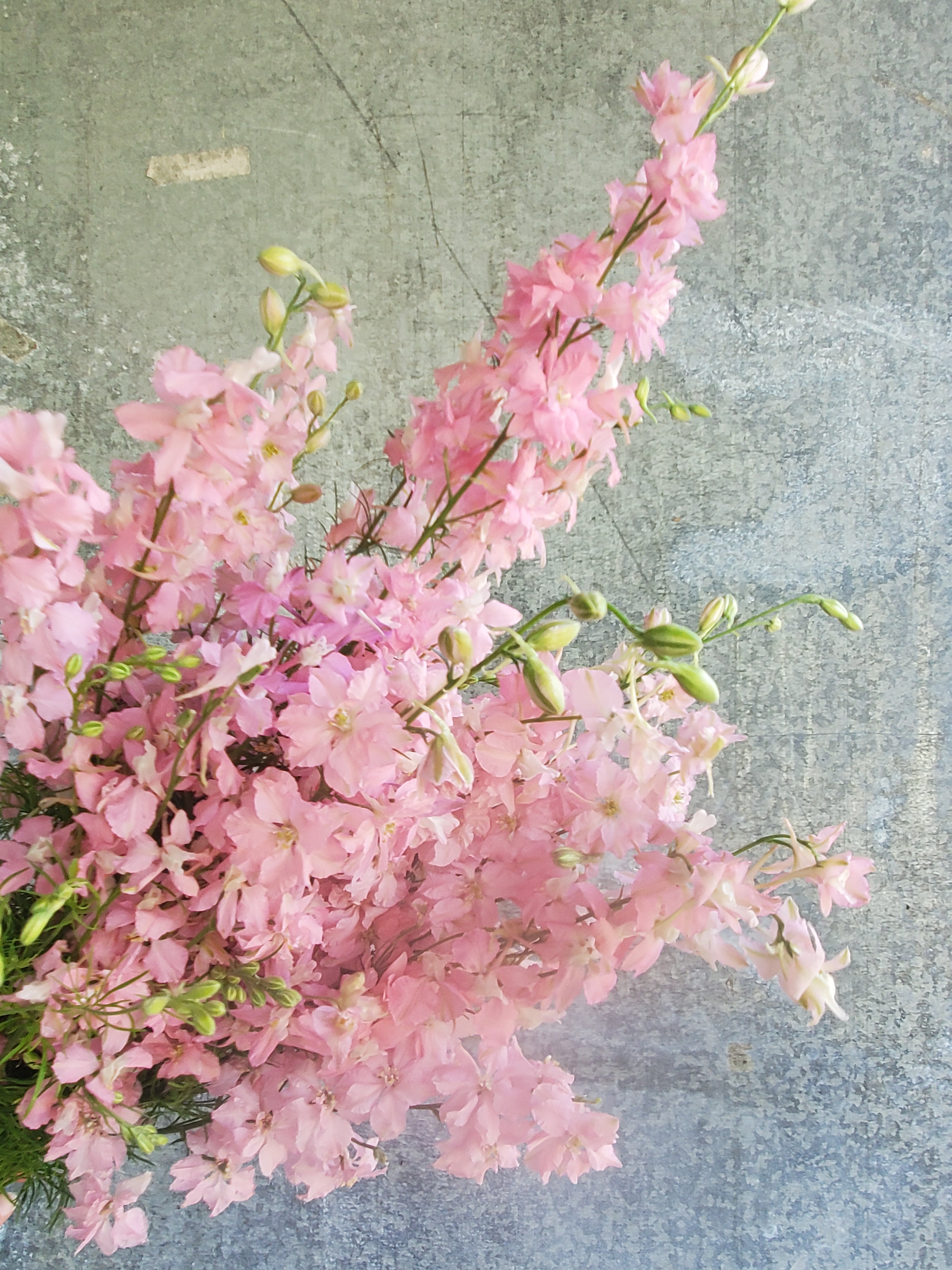 Larkspur