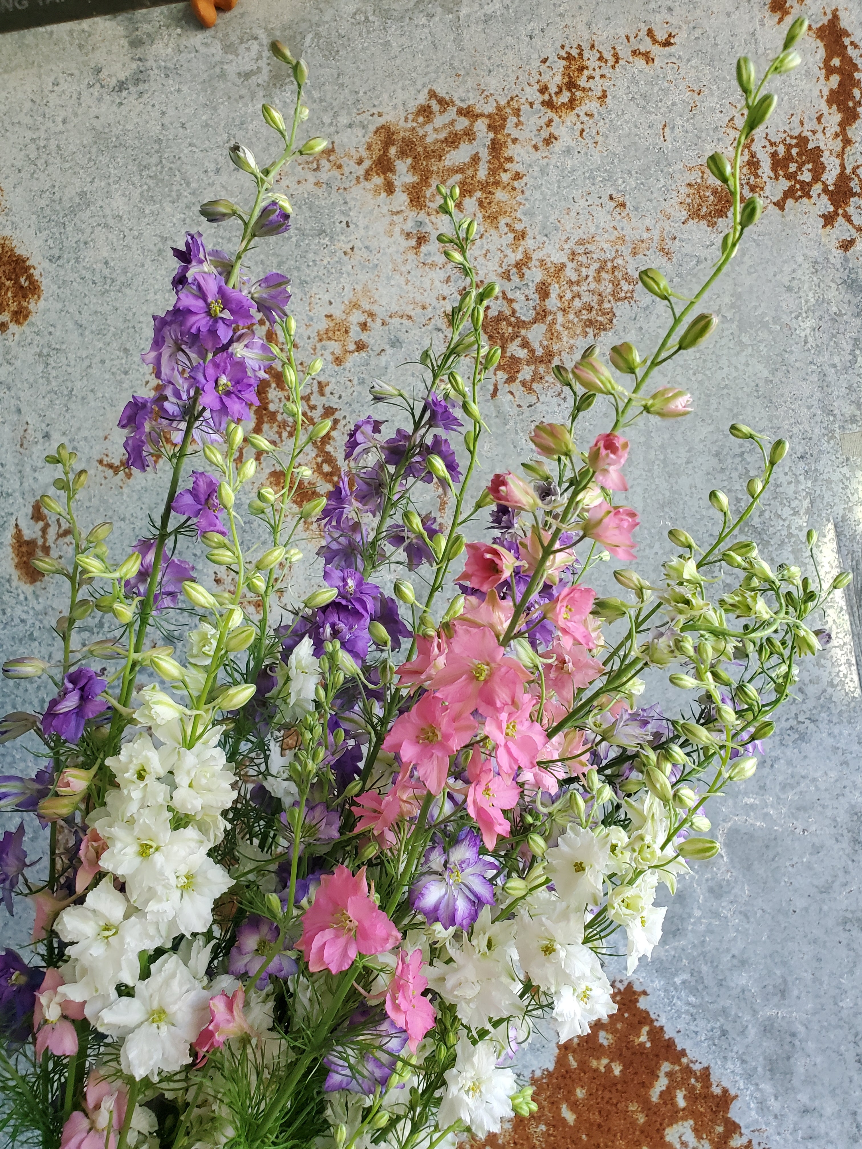Larkspur