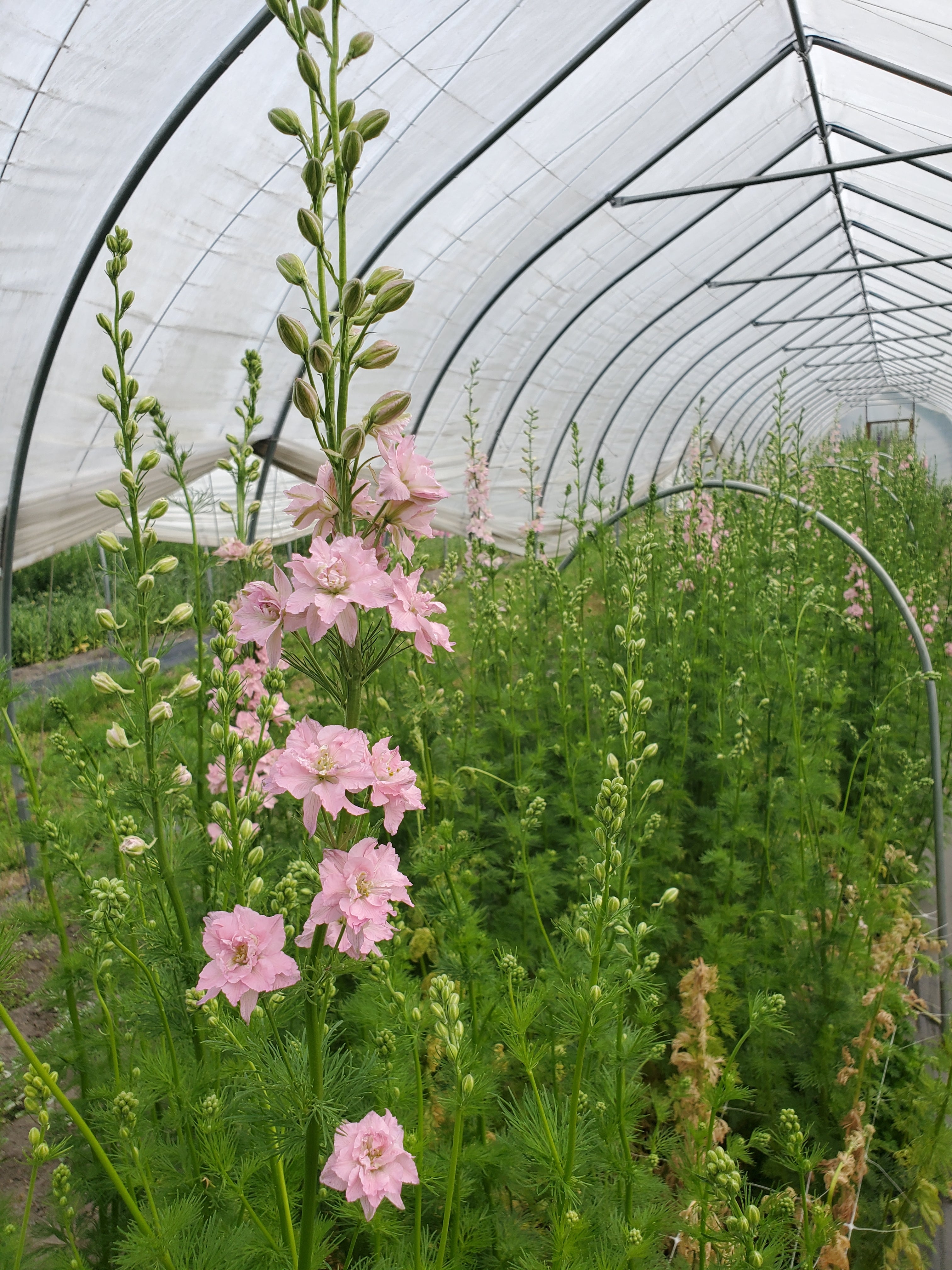 Larkspur