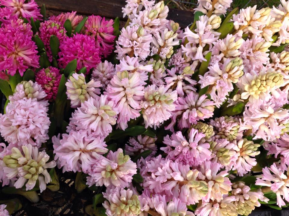 Hyacinth