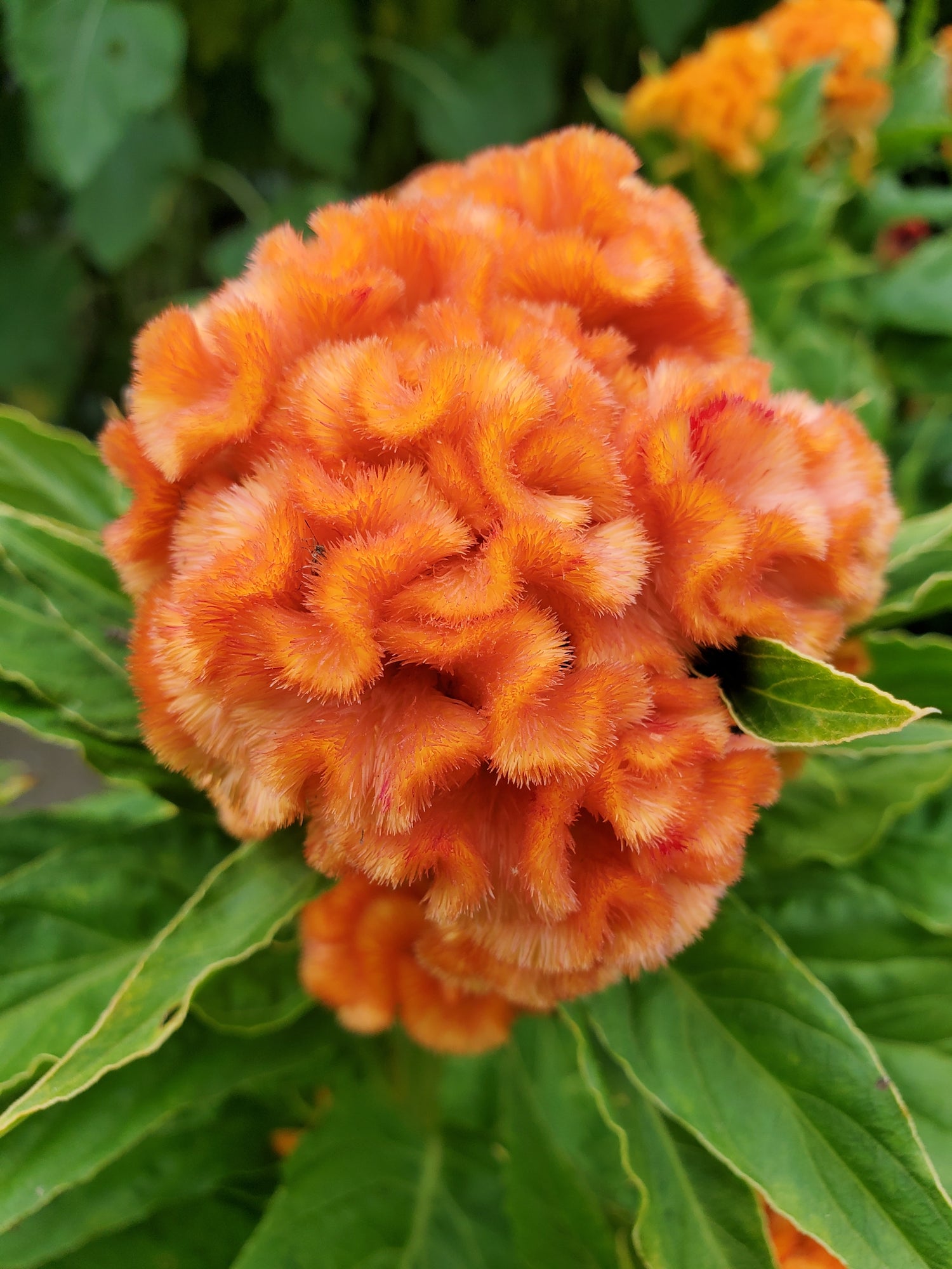 Coxcomb- Traditional Brains