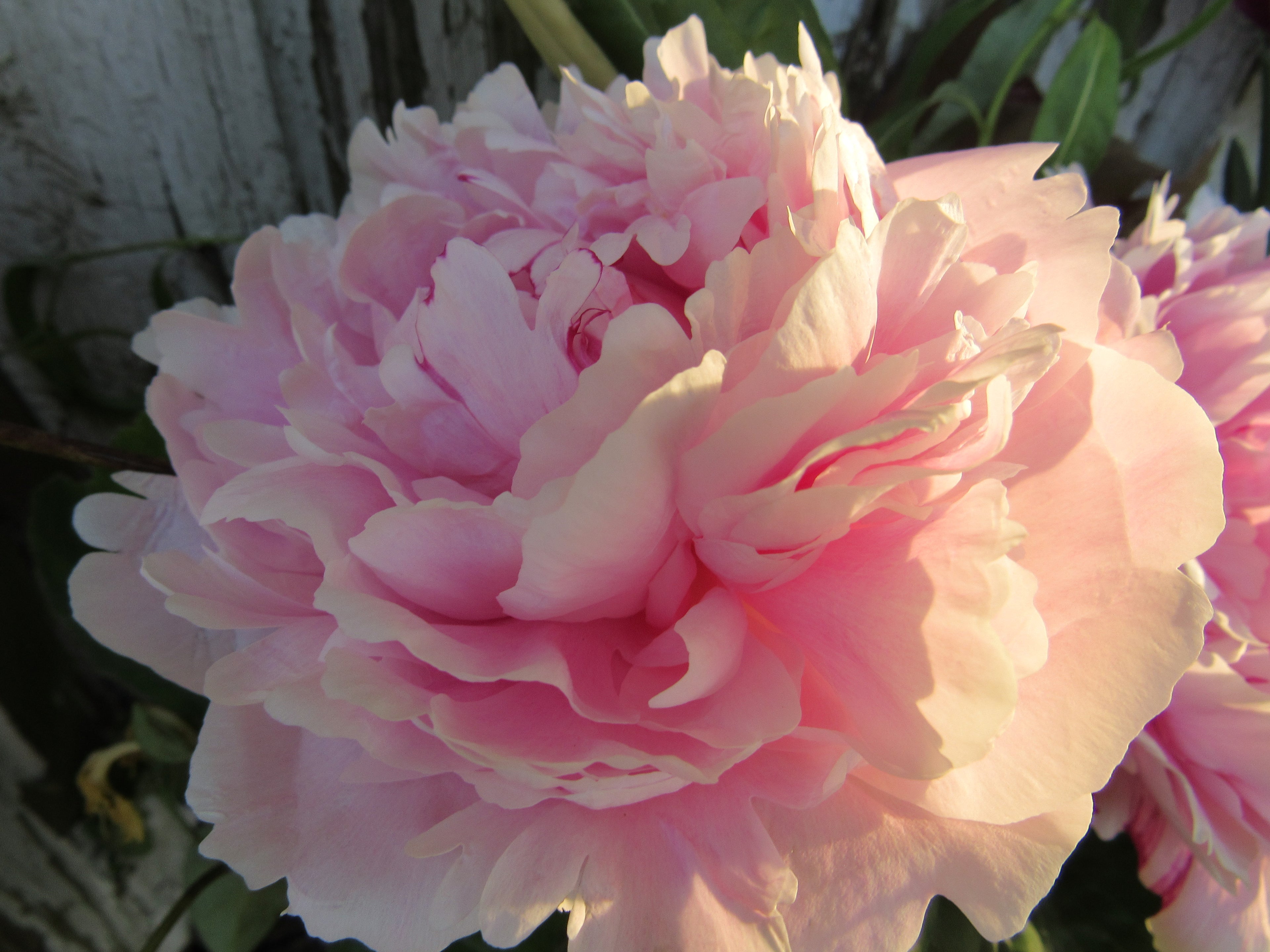 Peony