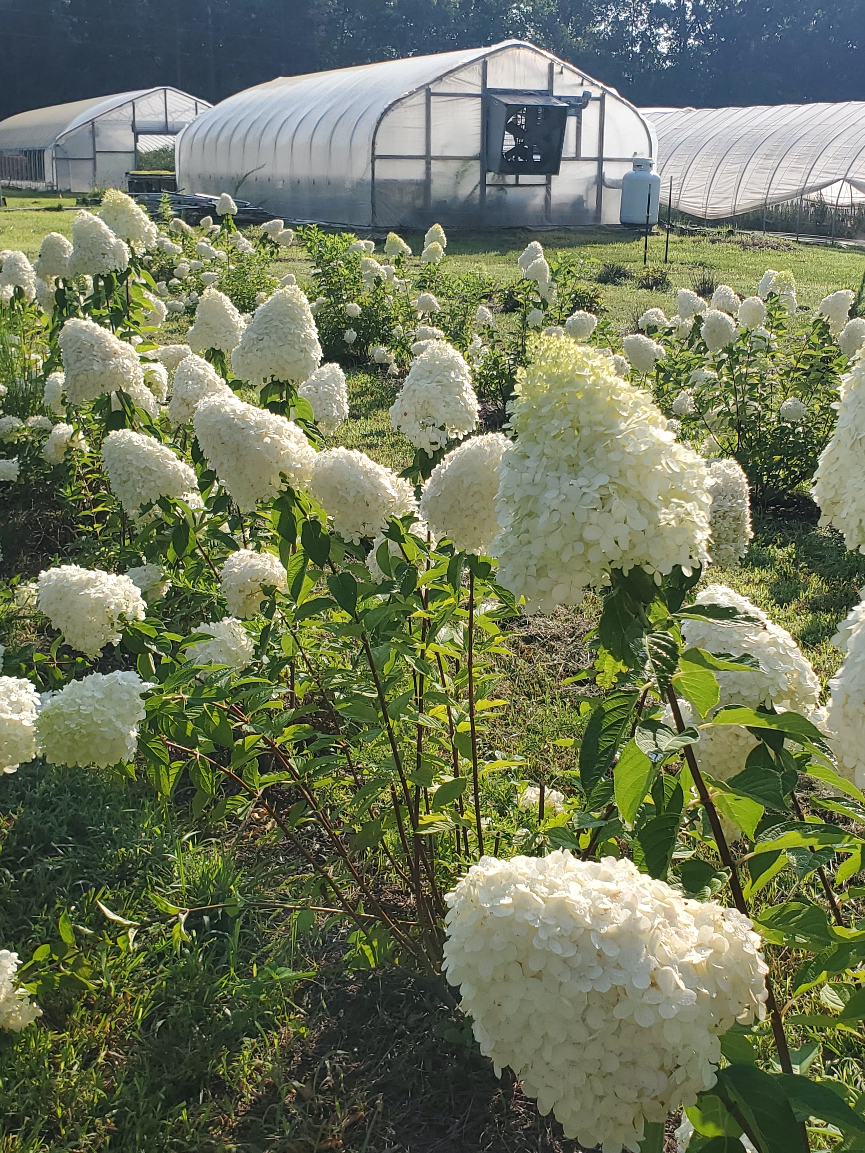 Hydrangea