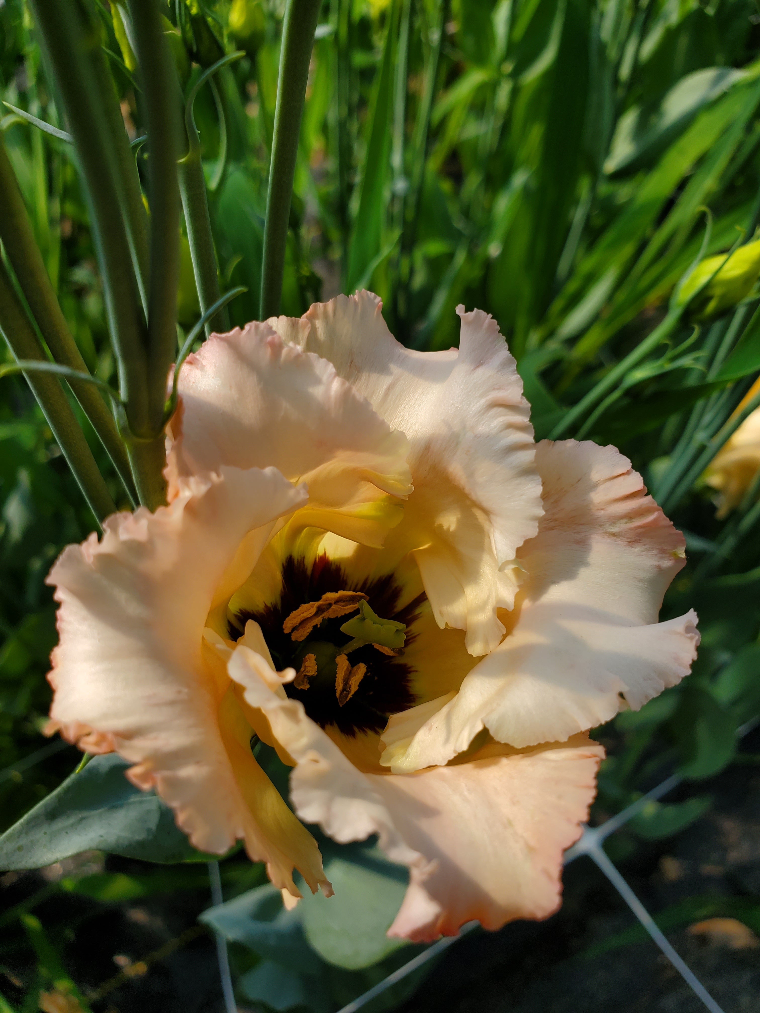 Lisianthus