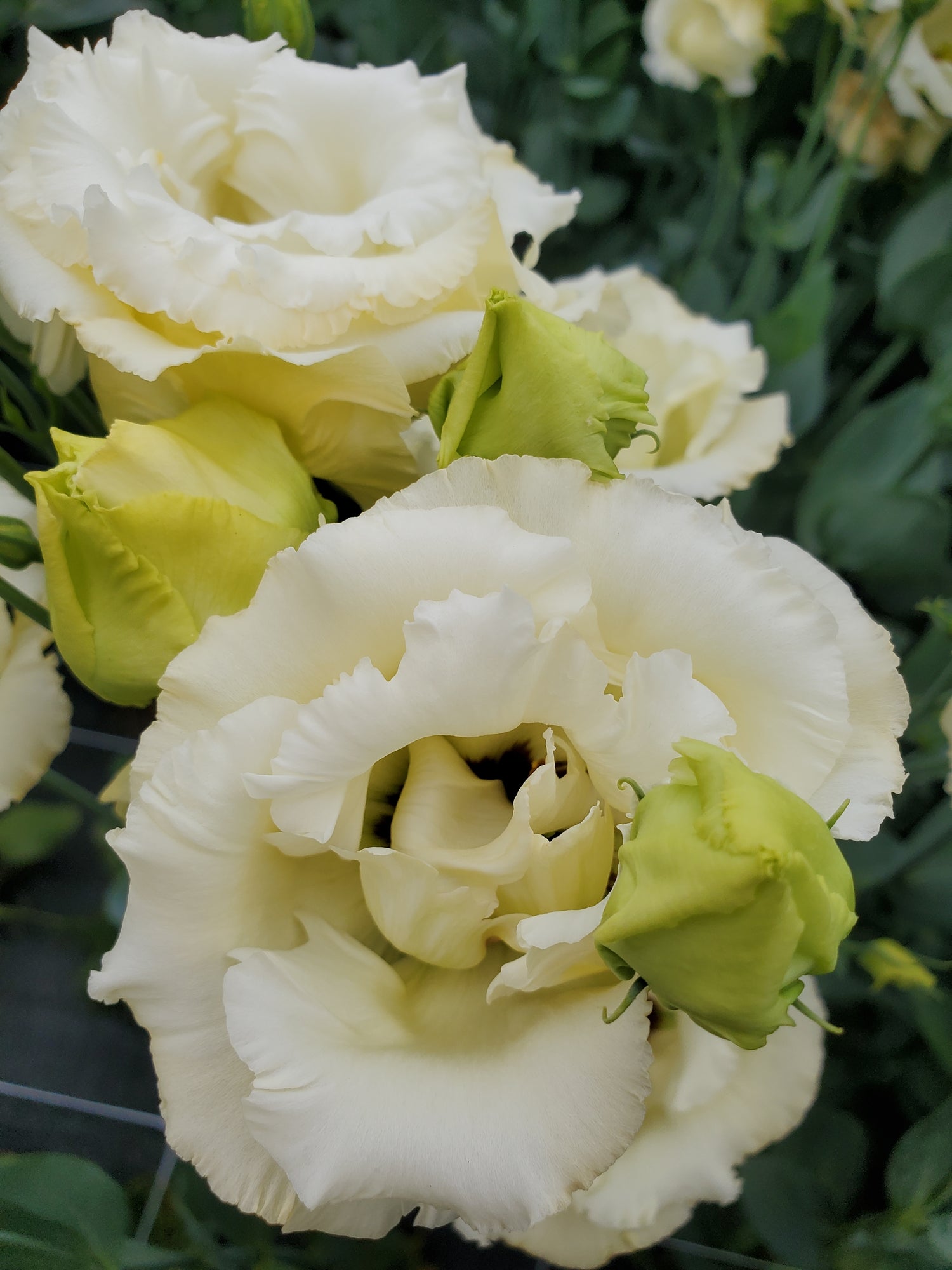 Lisianthus