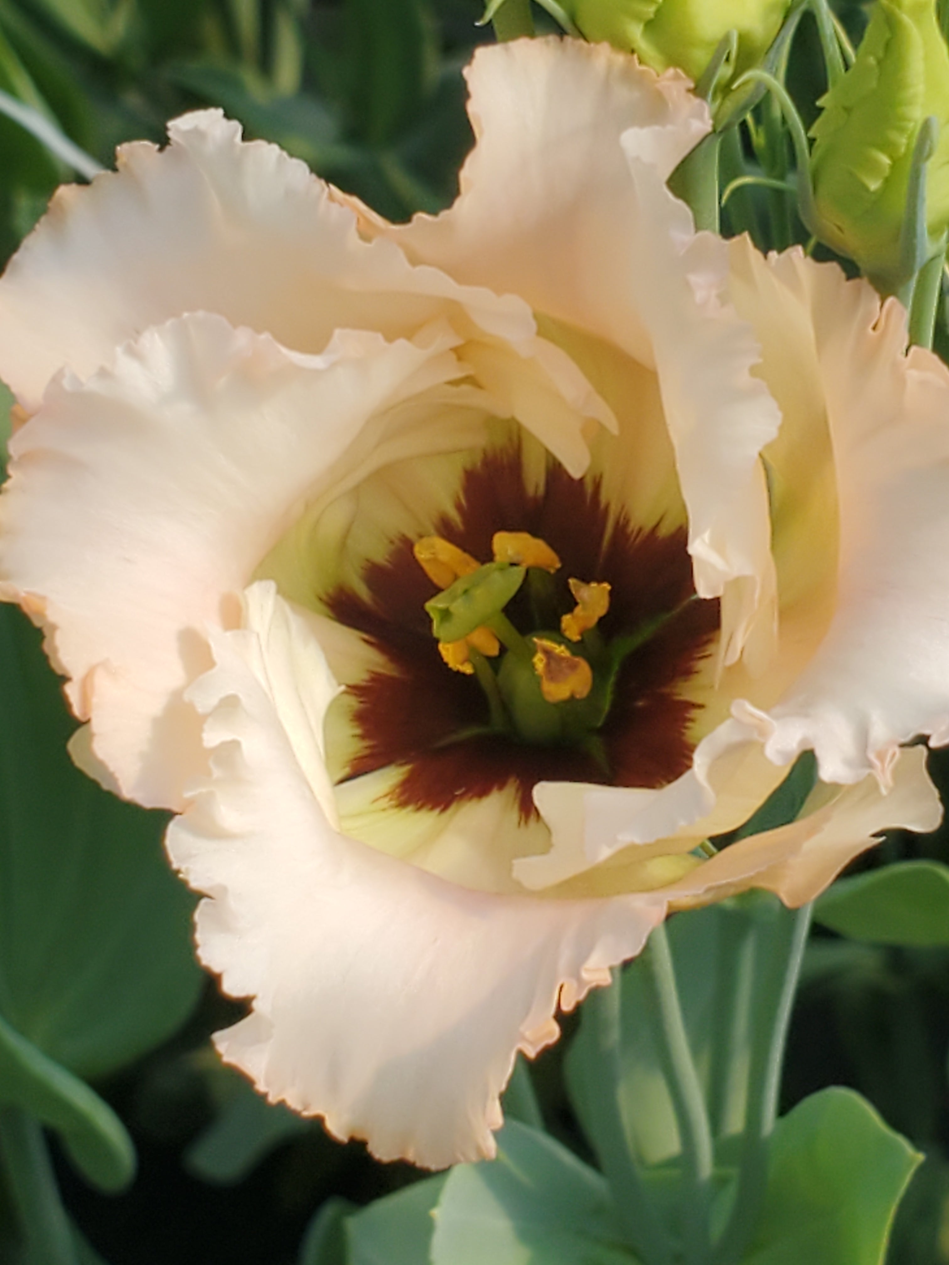 Lisianthus