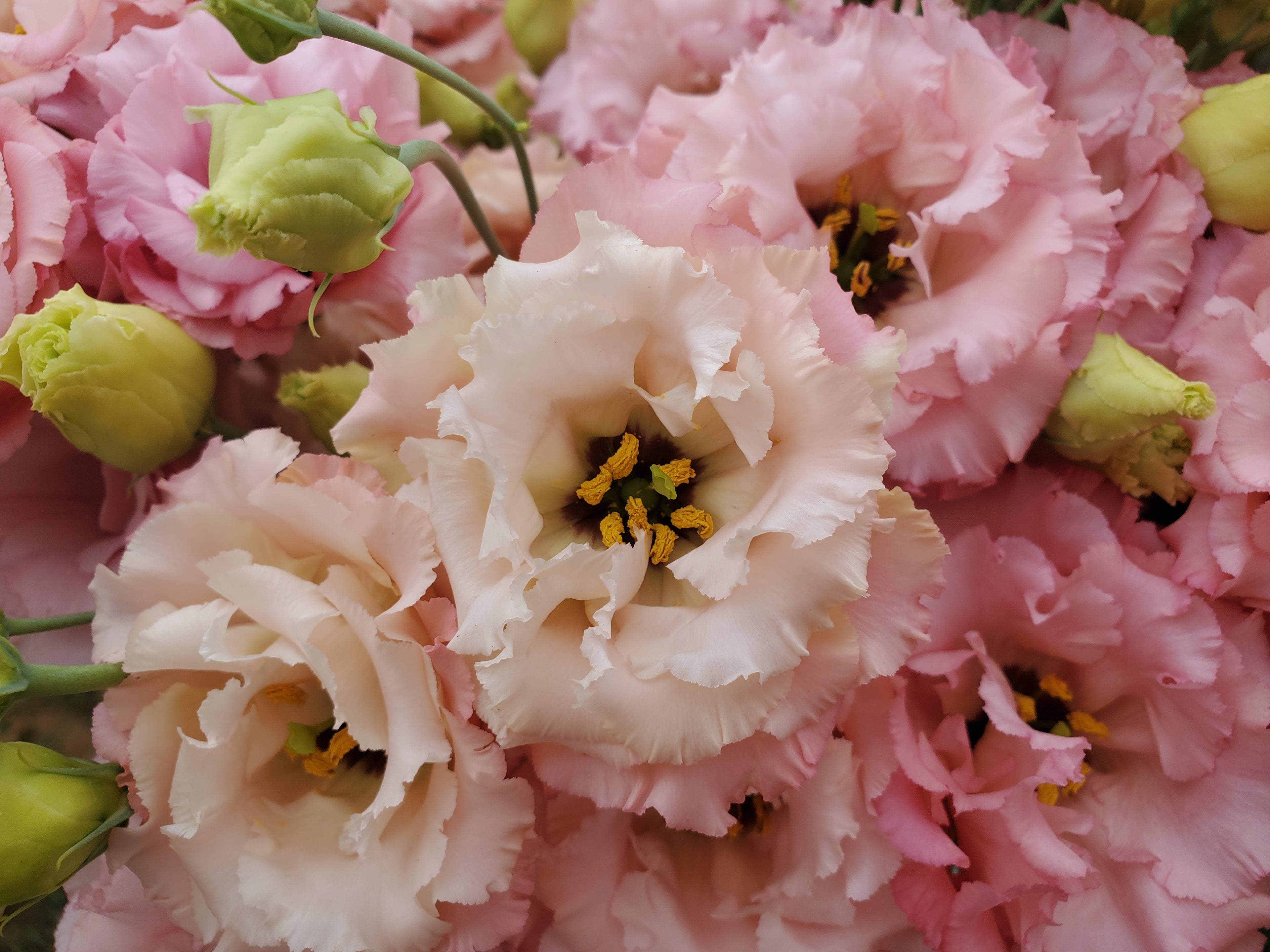 Lisianthus