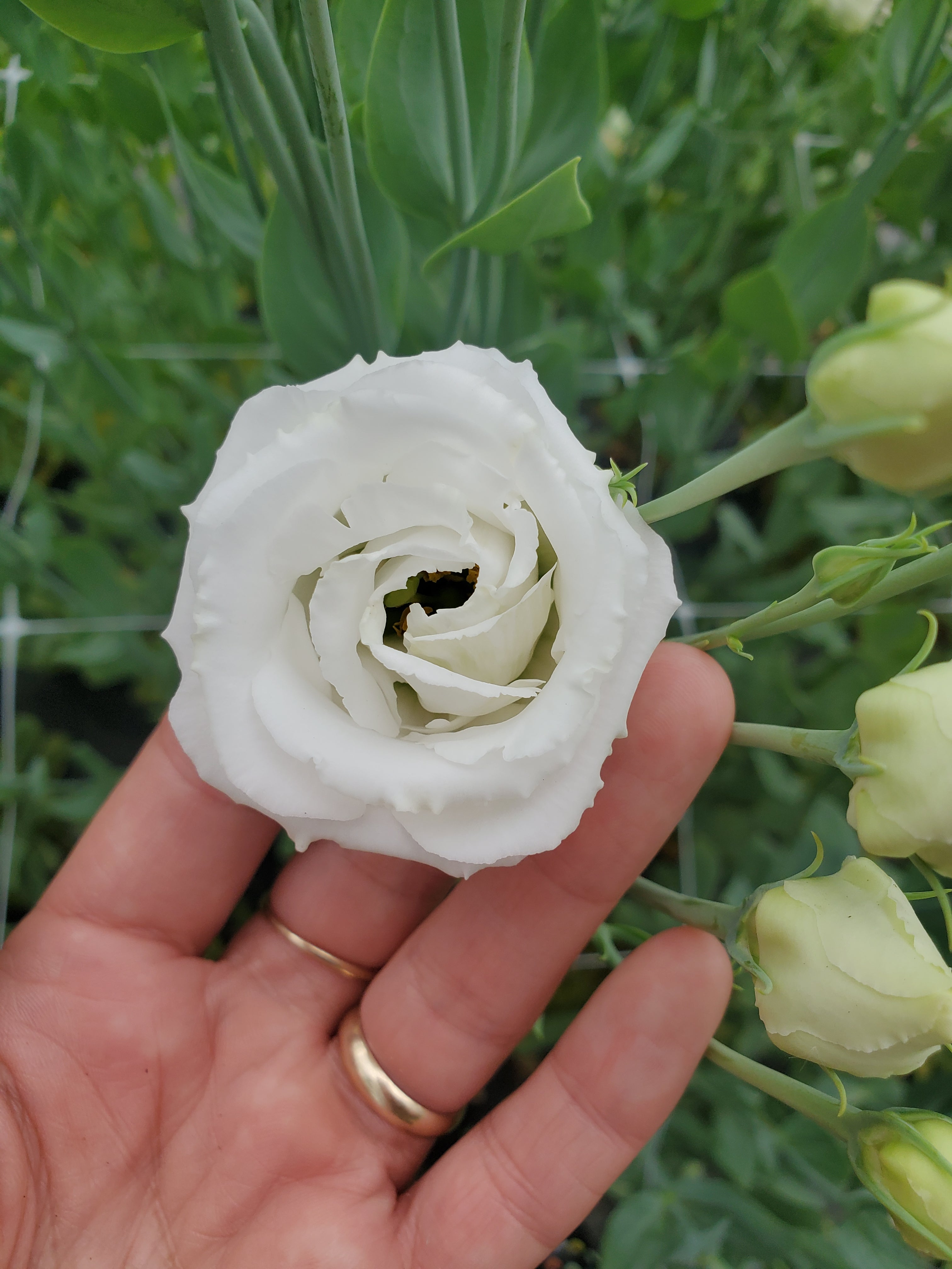 Lisianthus