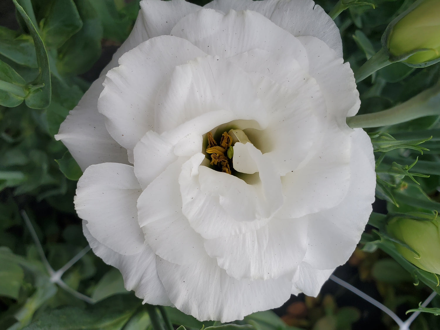 Lisianthus