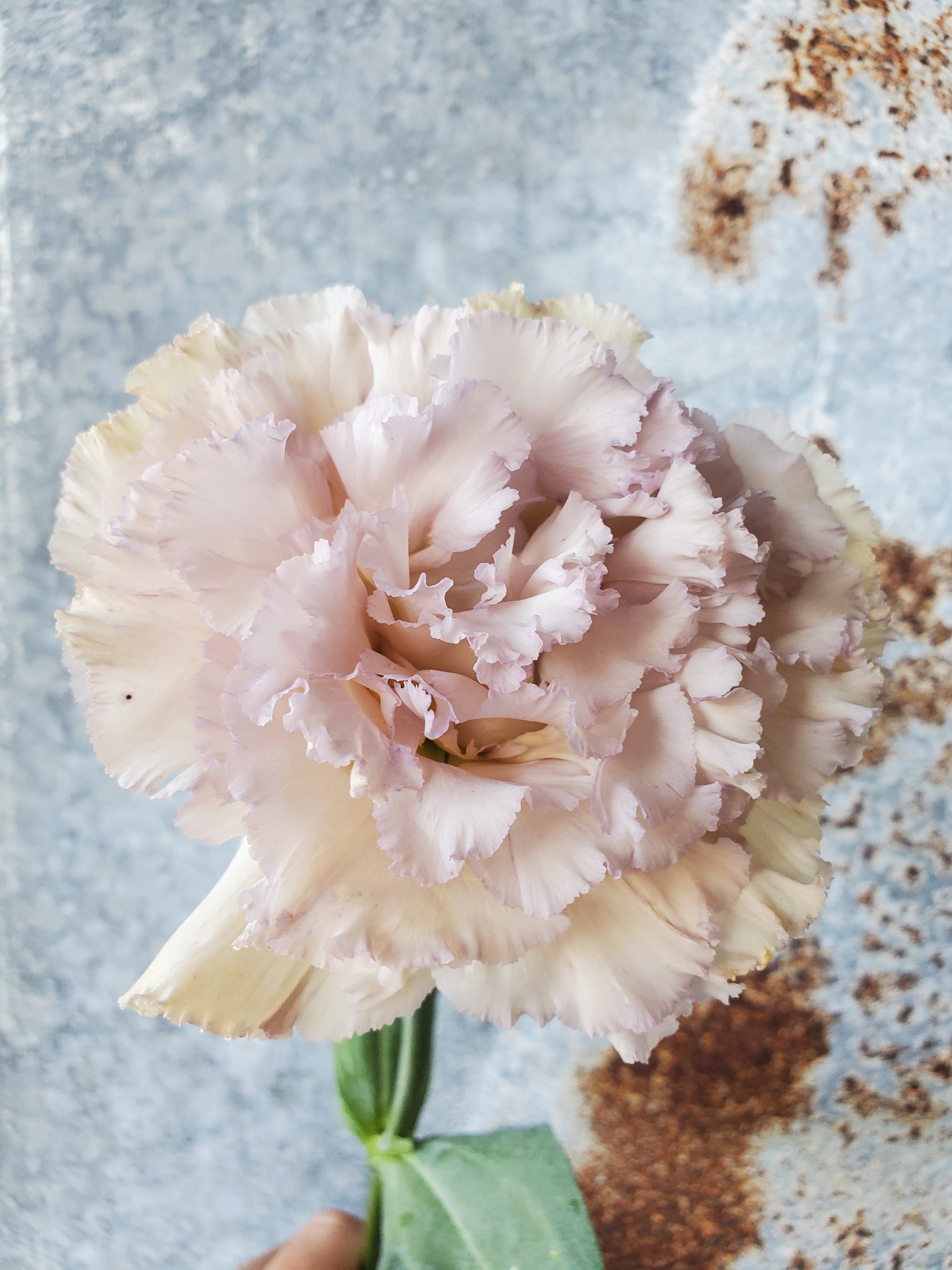 Lisianthus