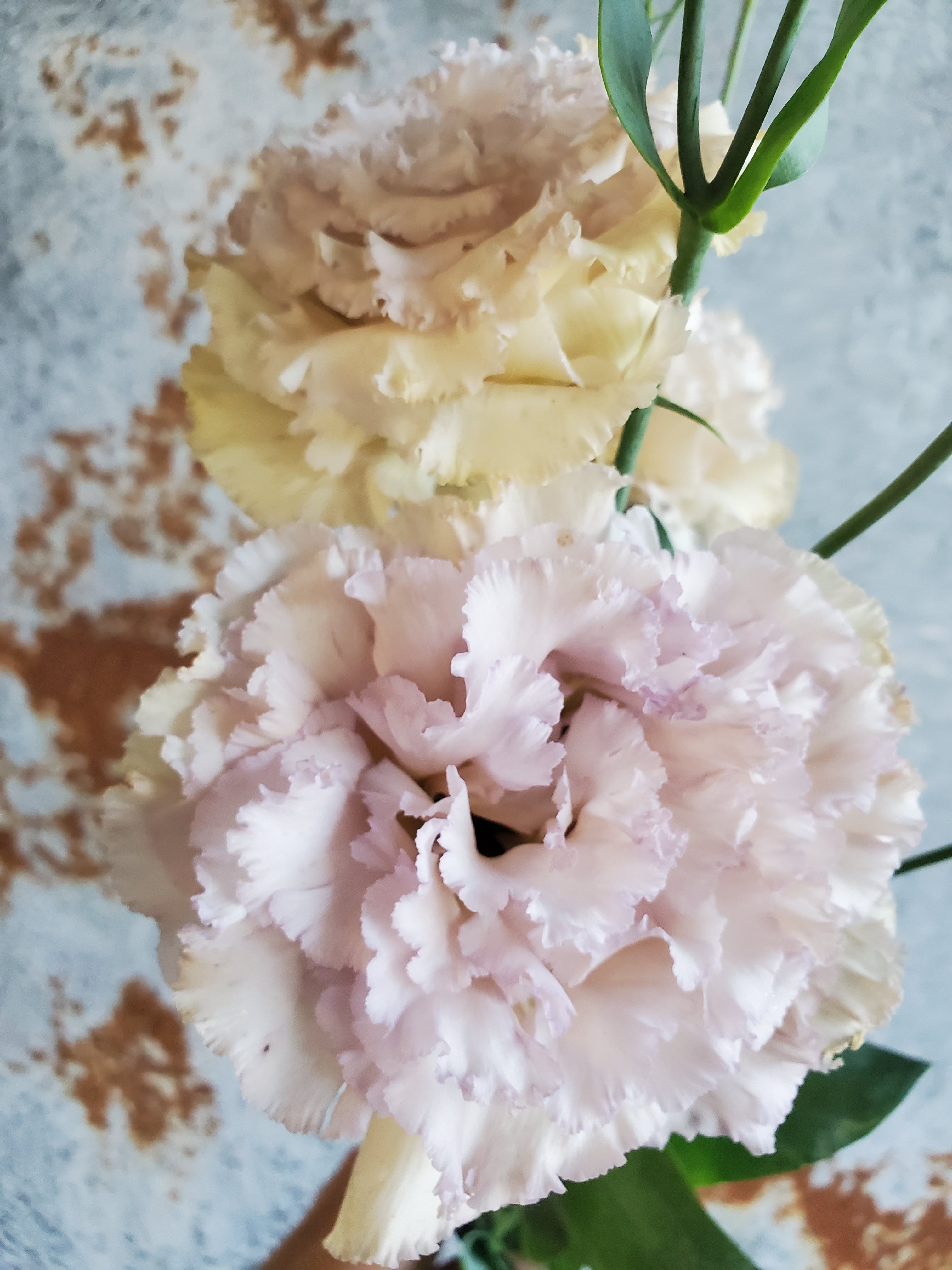 Lisianthus