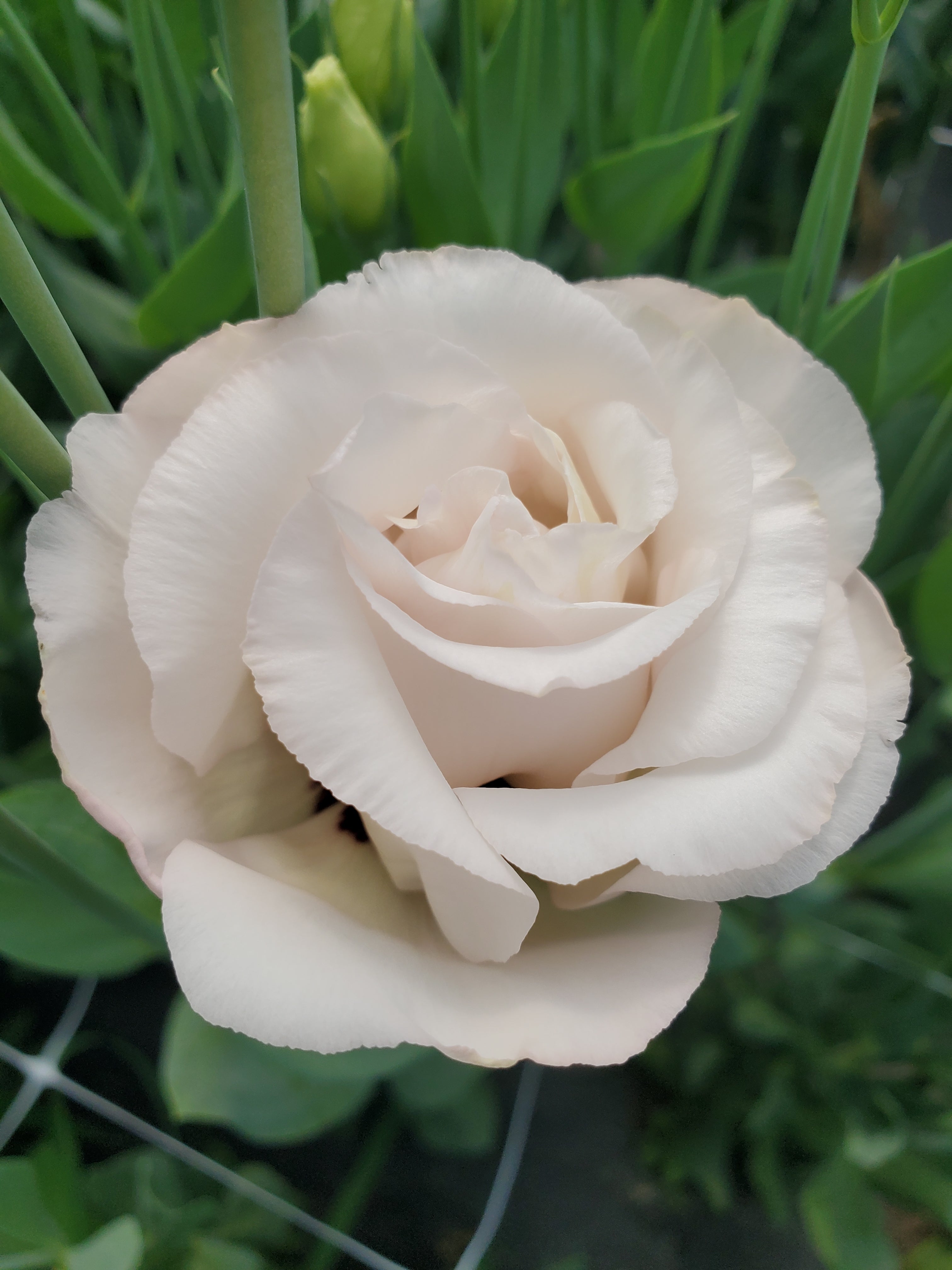 Lisianthus
