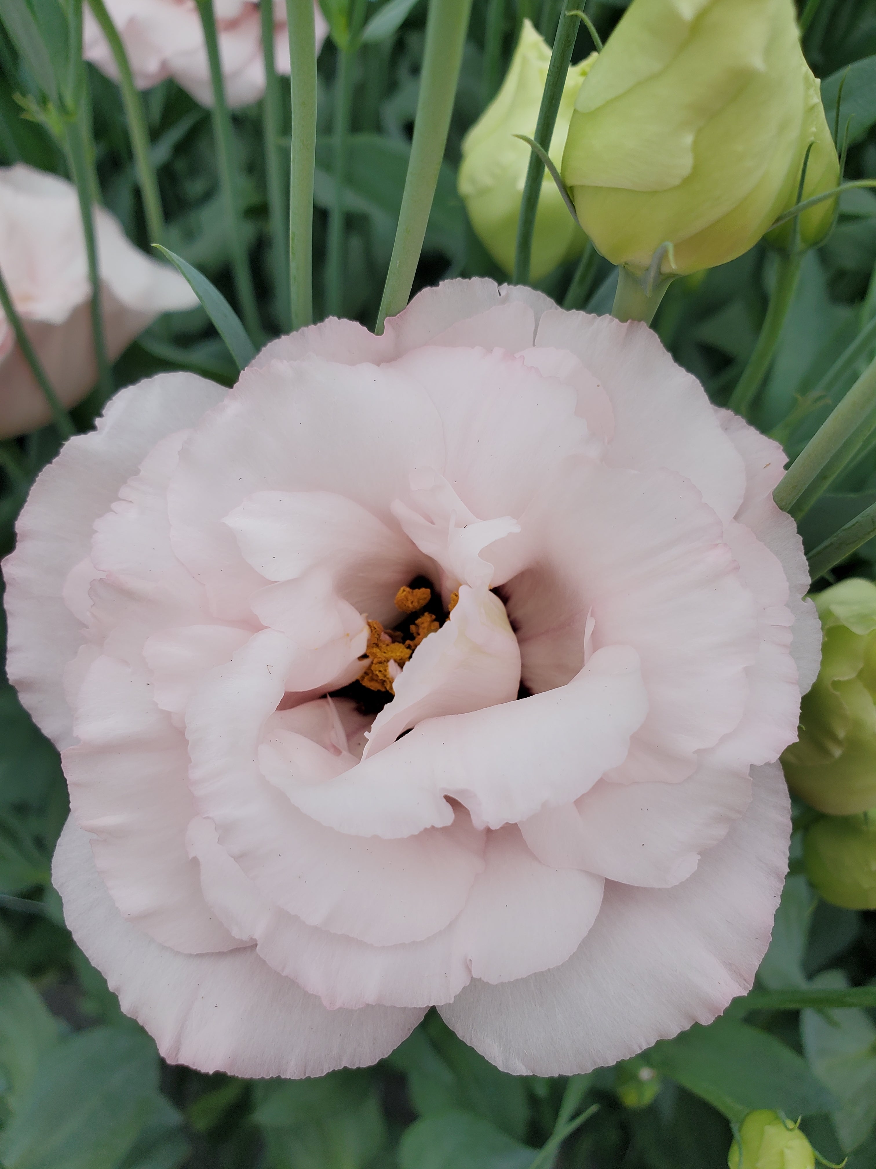 Lisianthus