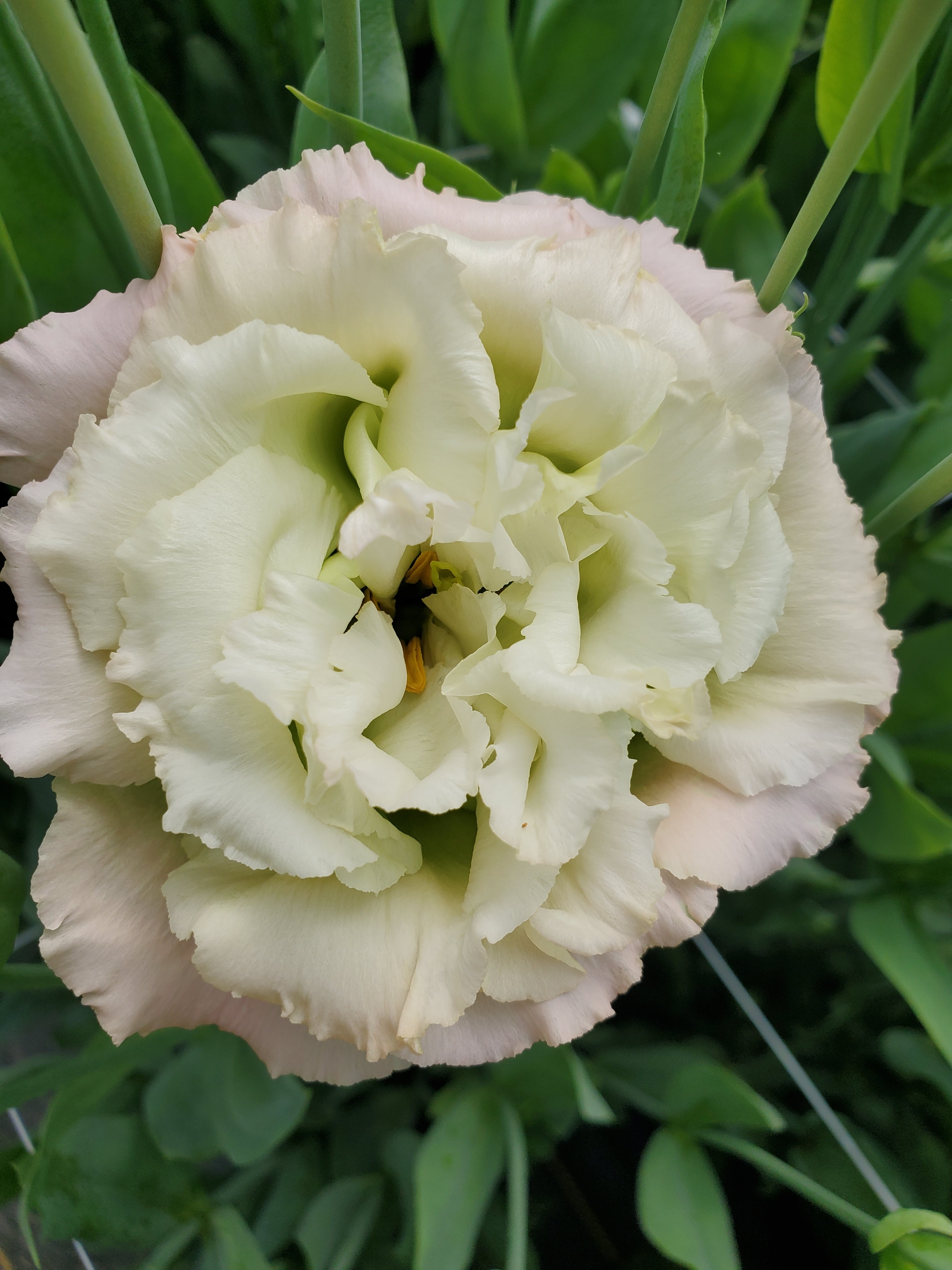 Lisianthus