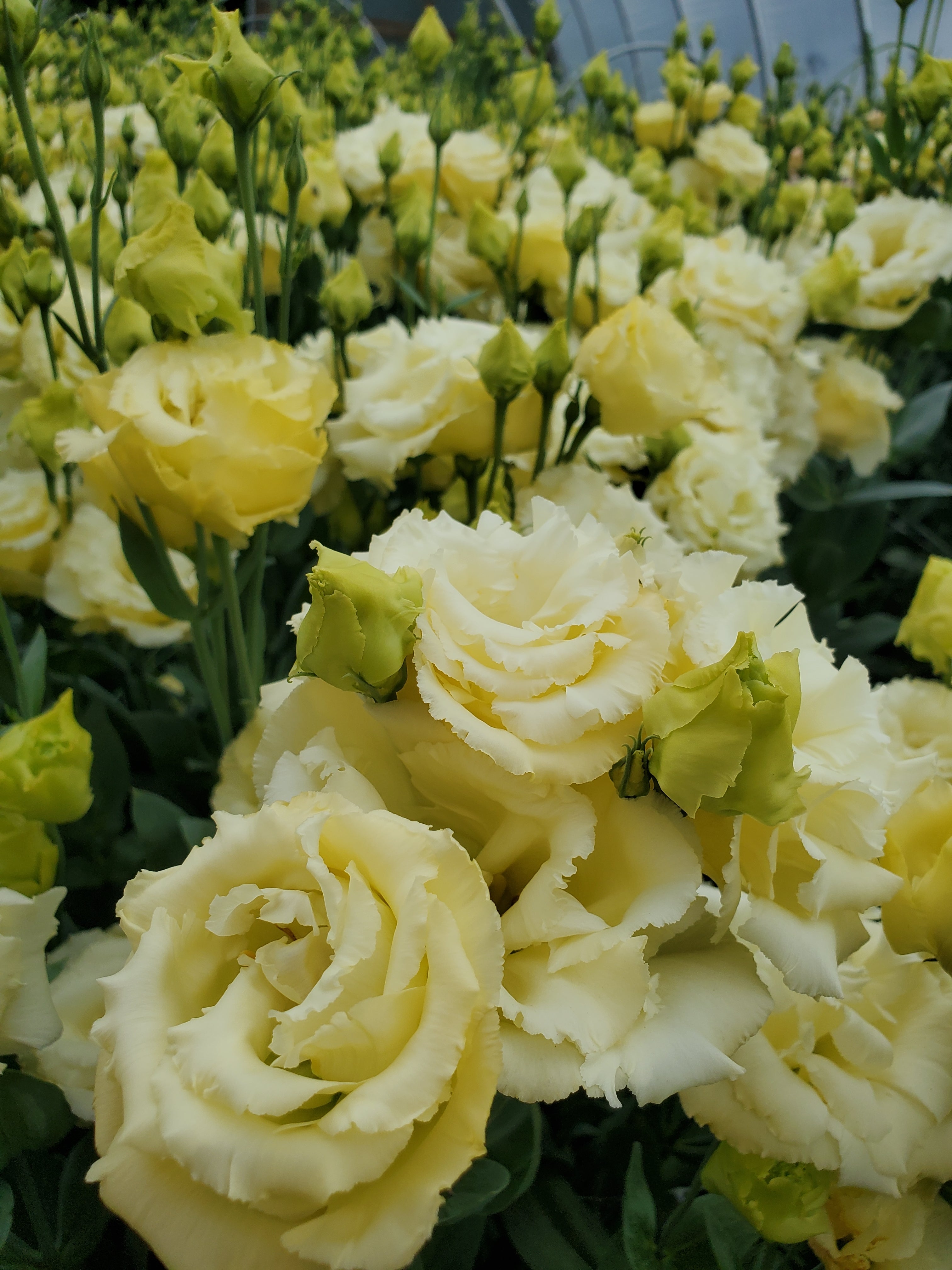 Lisianthus