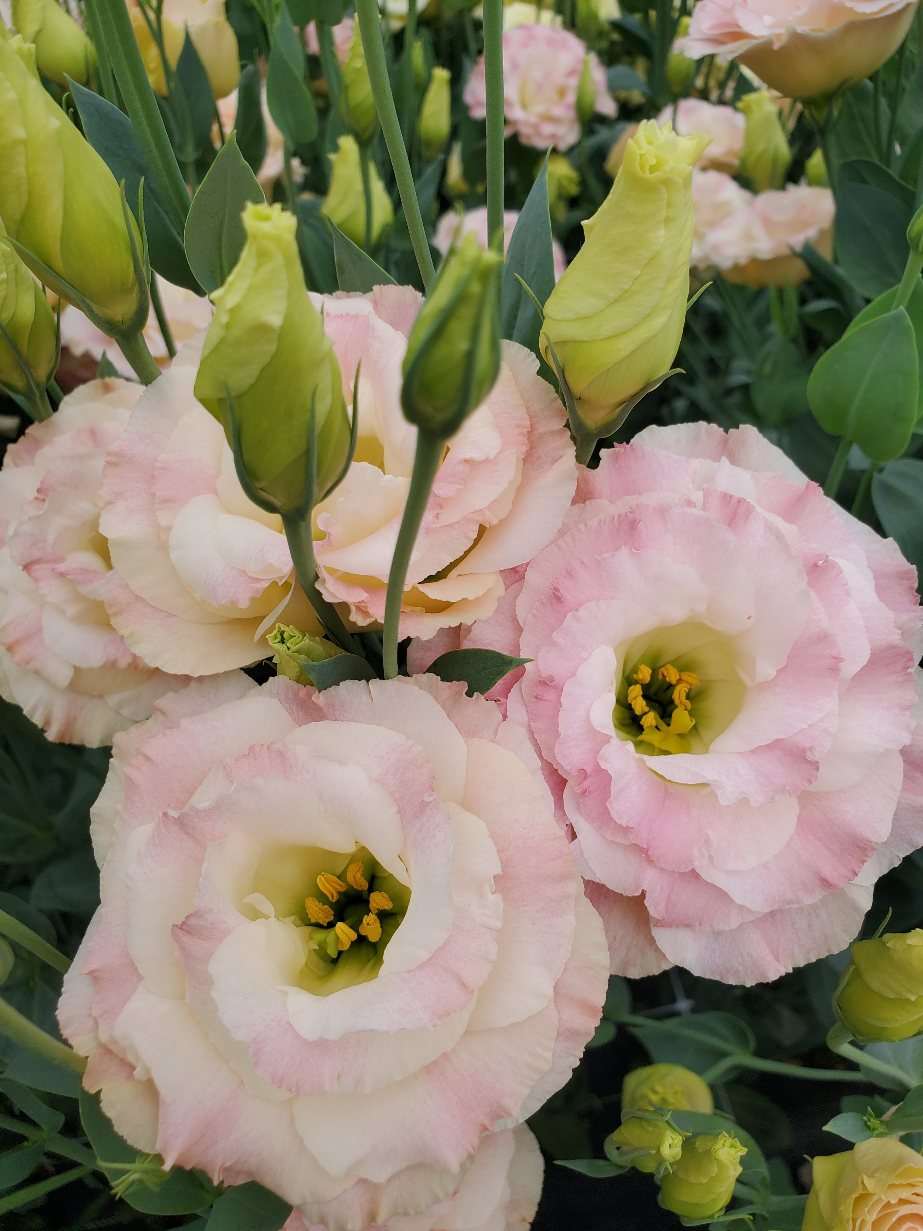 Lisianthus