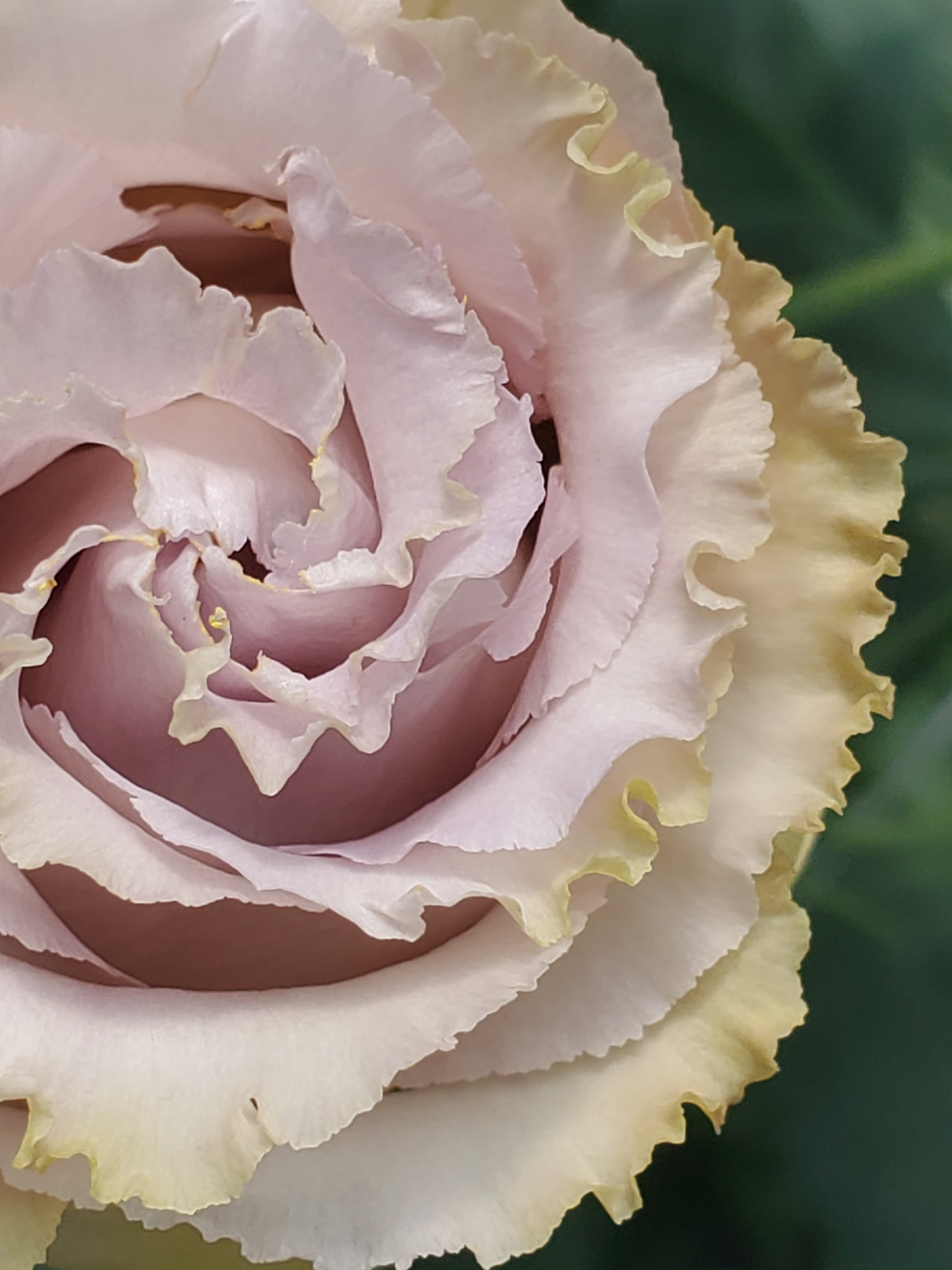 Lisianthus