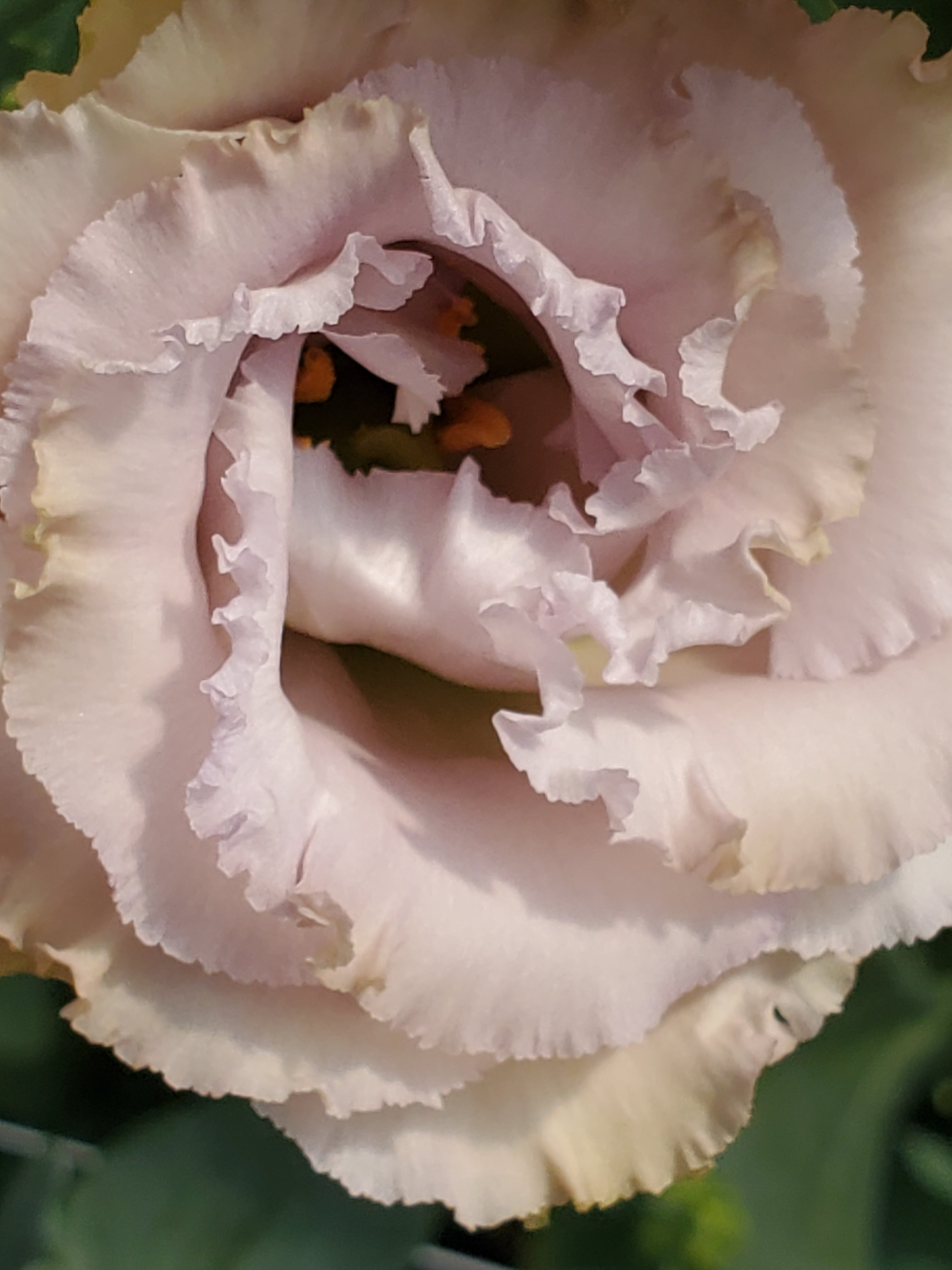 Lisianthus