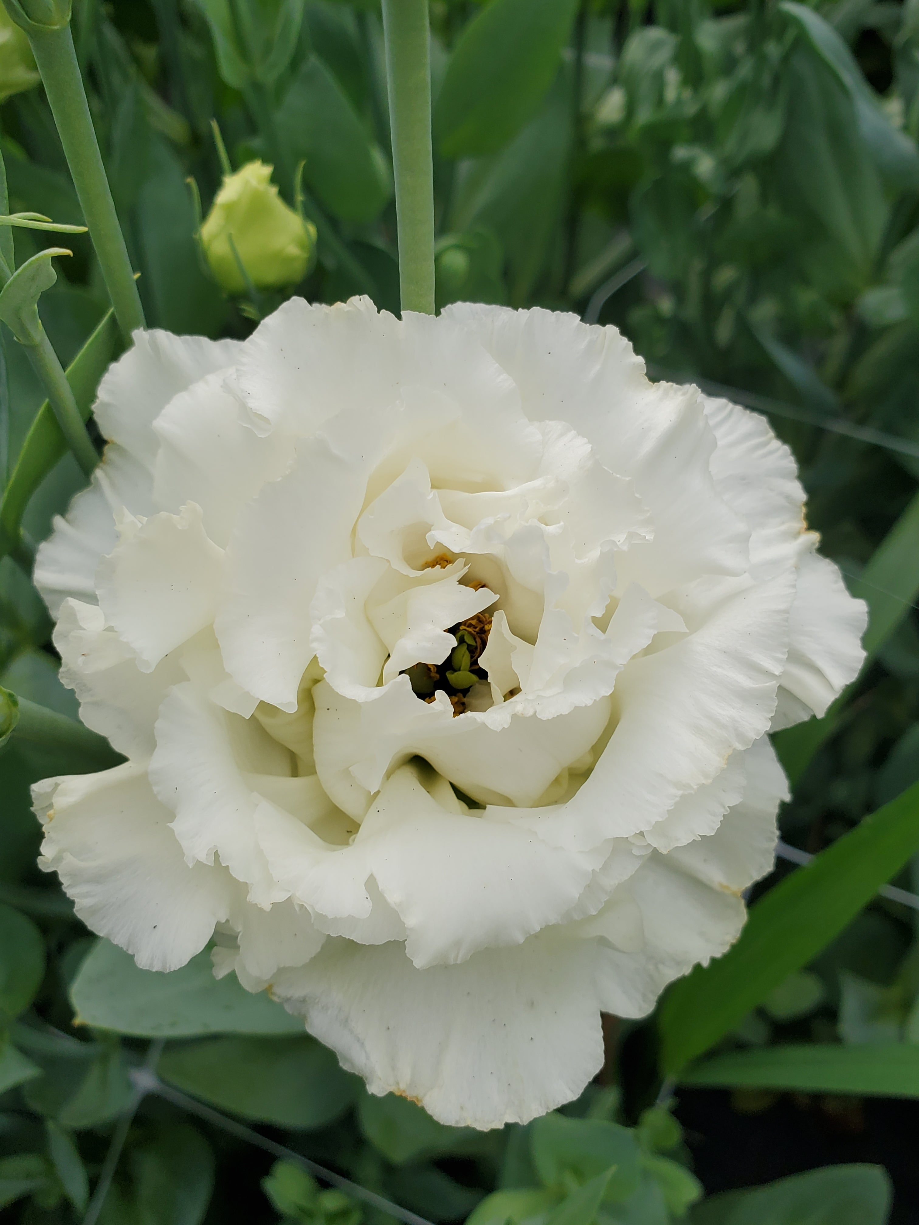 Lisianthus