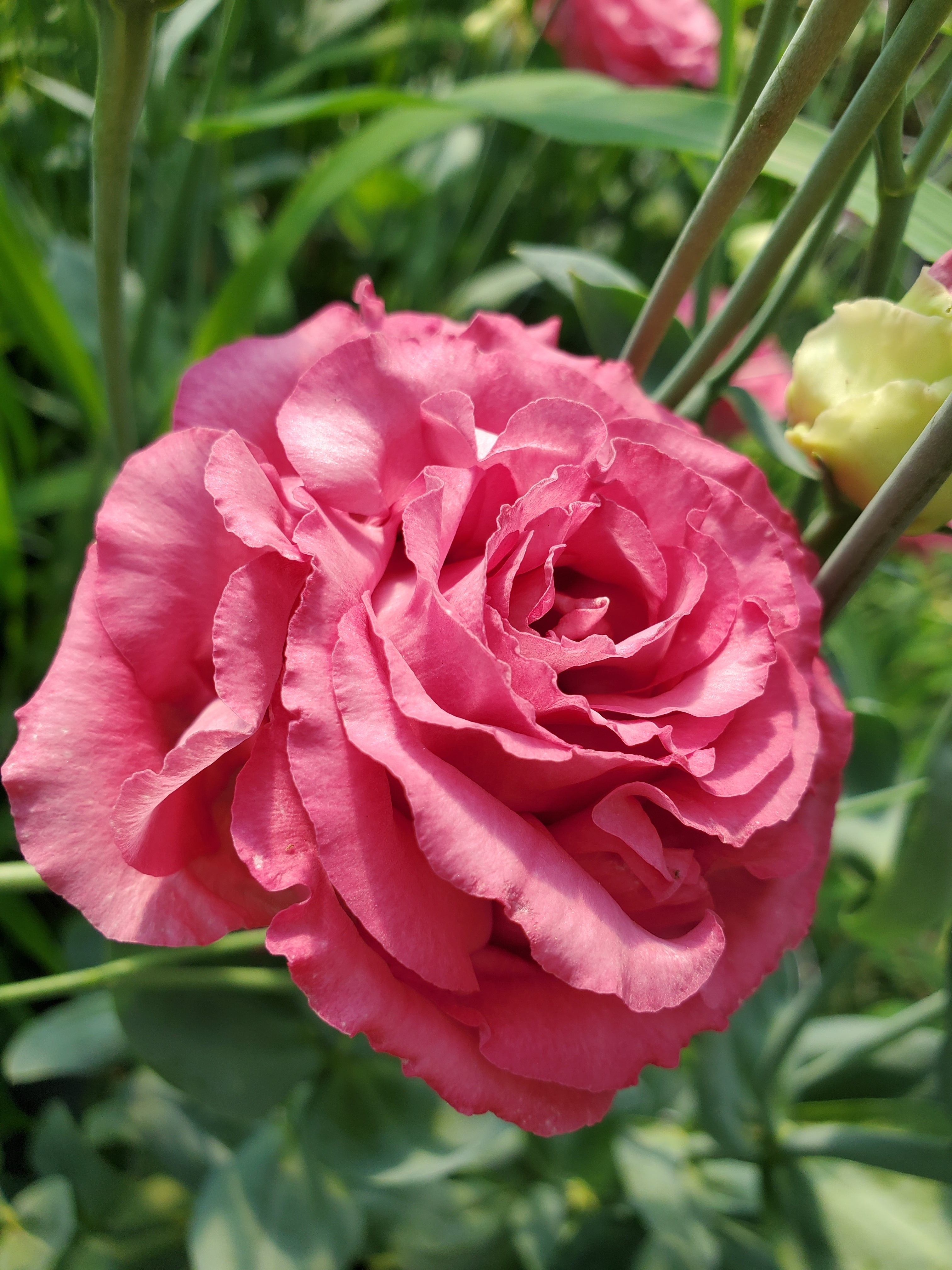 Lisianthus