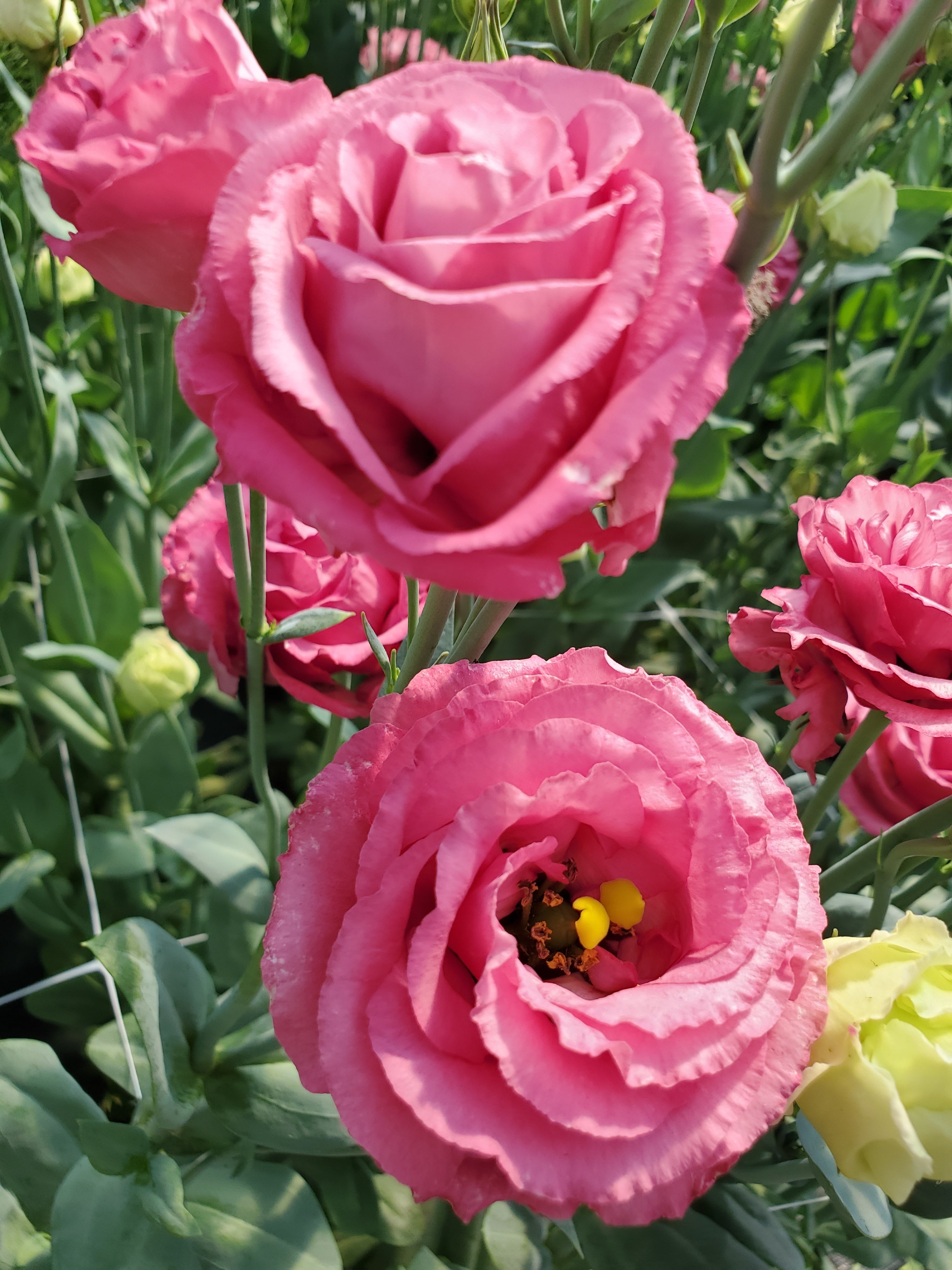 Lisianthus