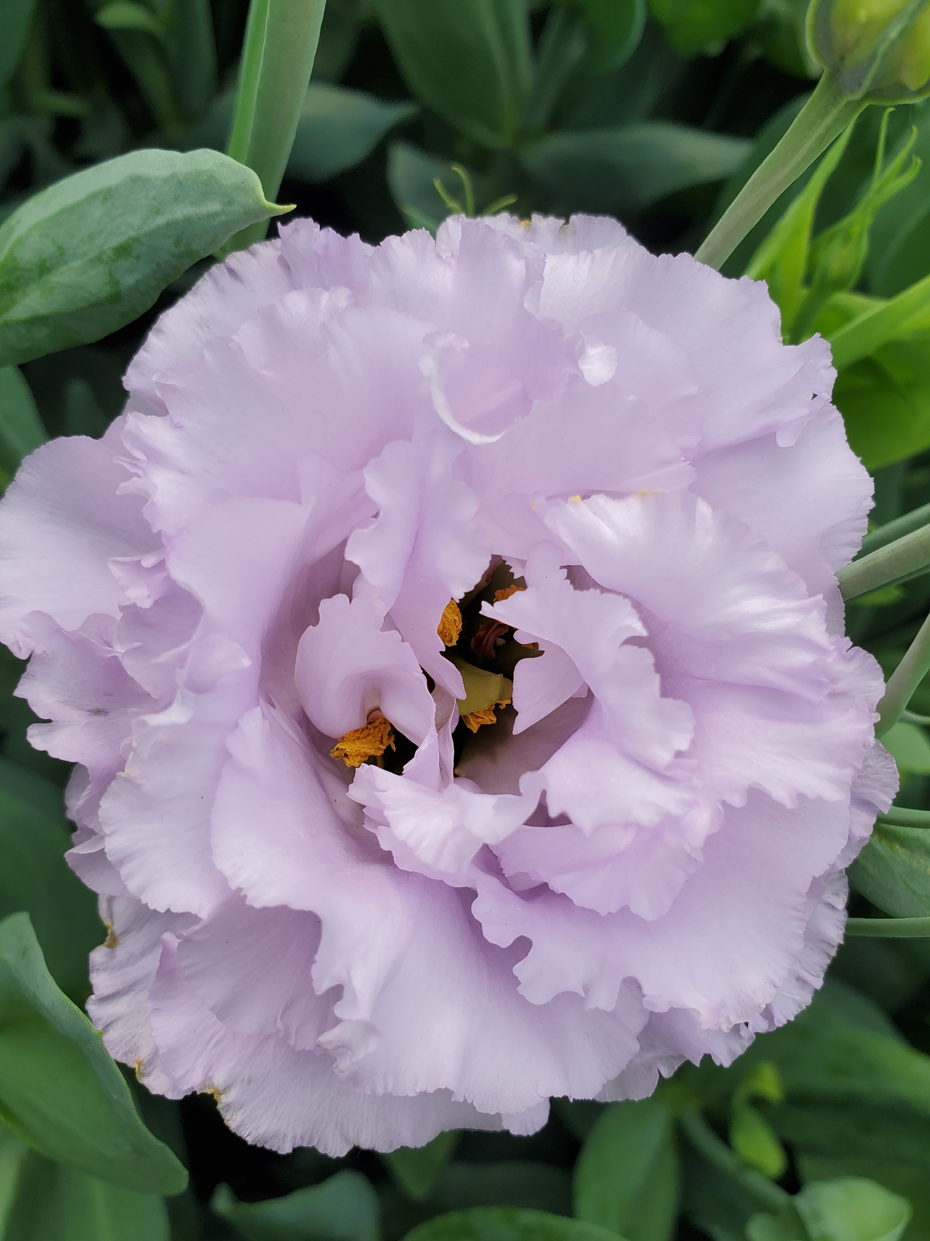 Lisianthus