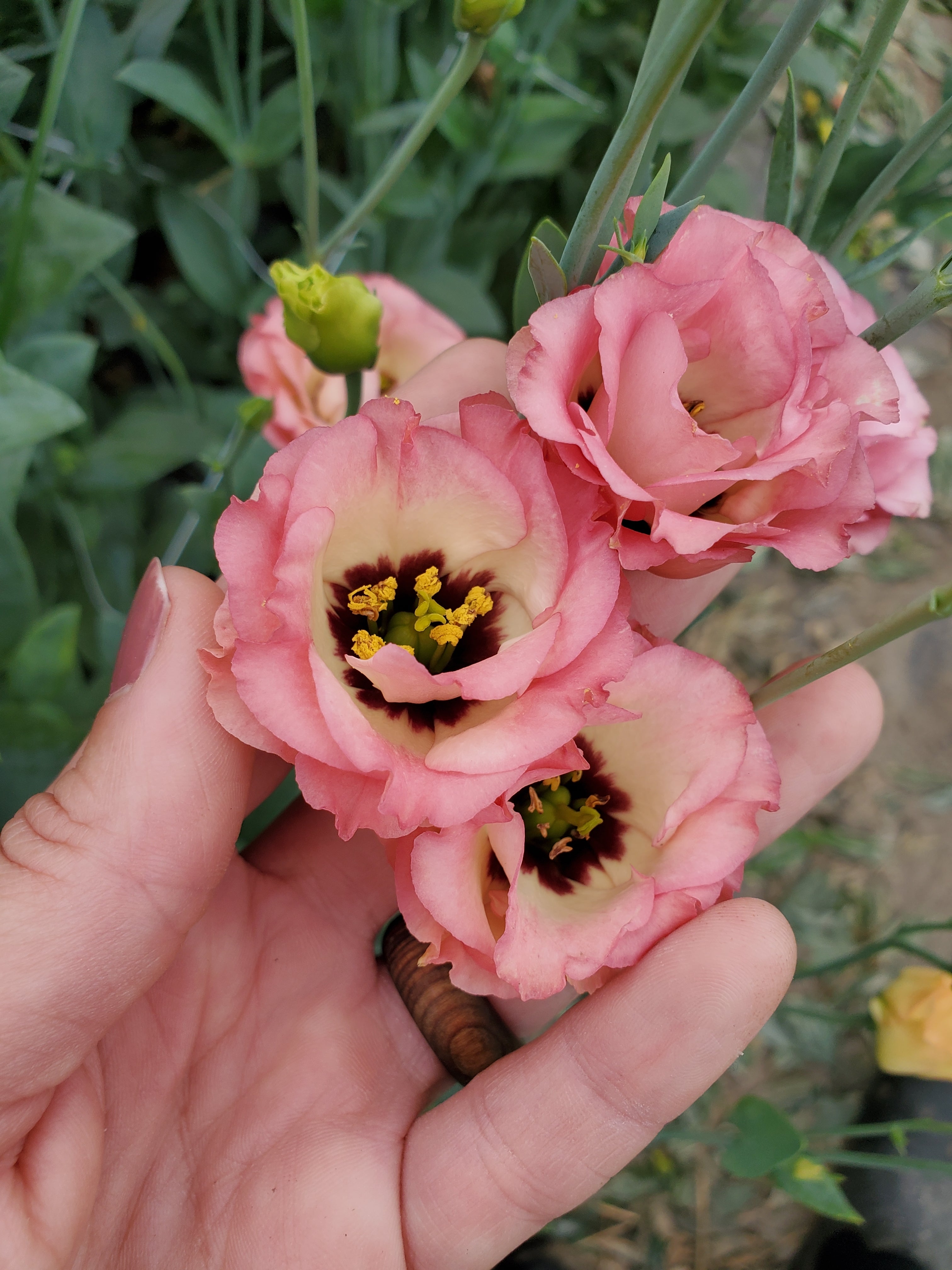 Lisianthus