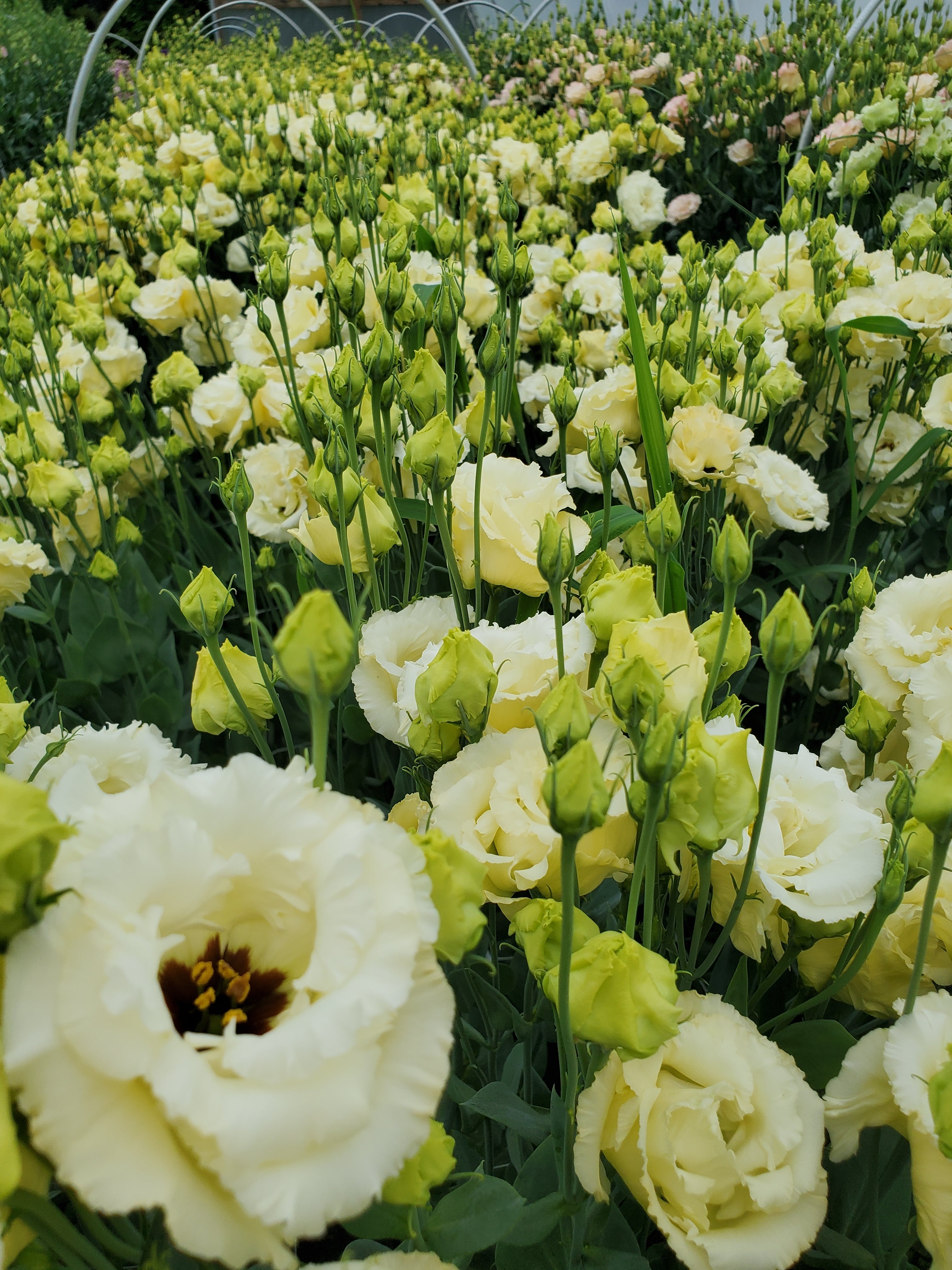 Lisianthus