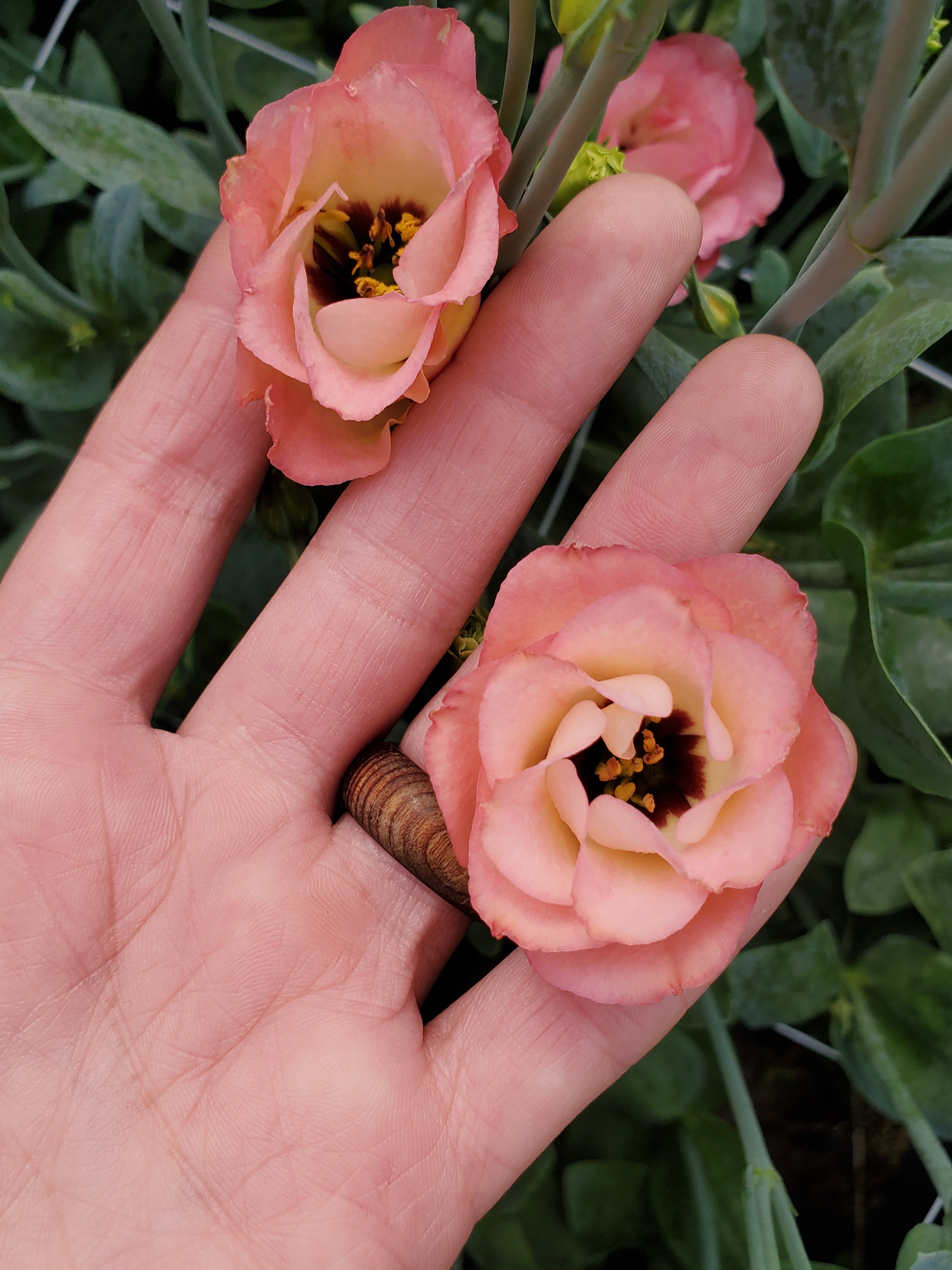 Lisianthus