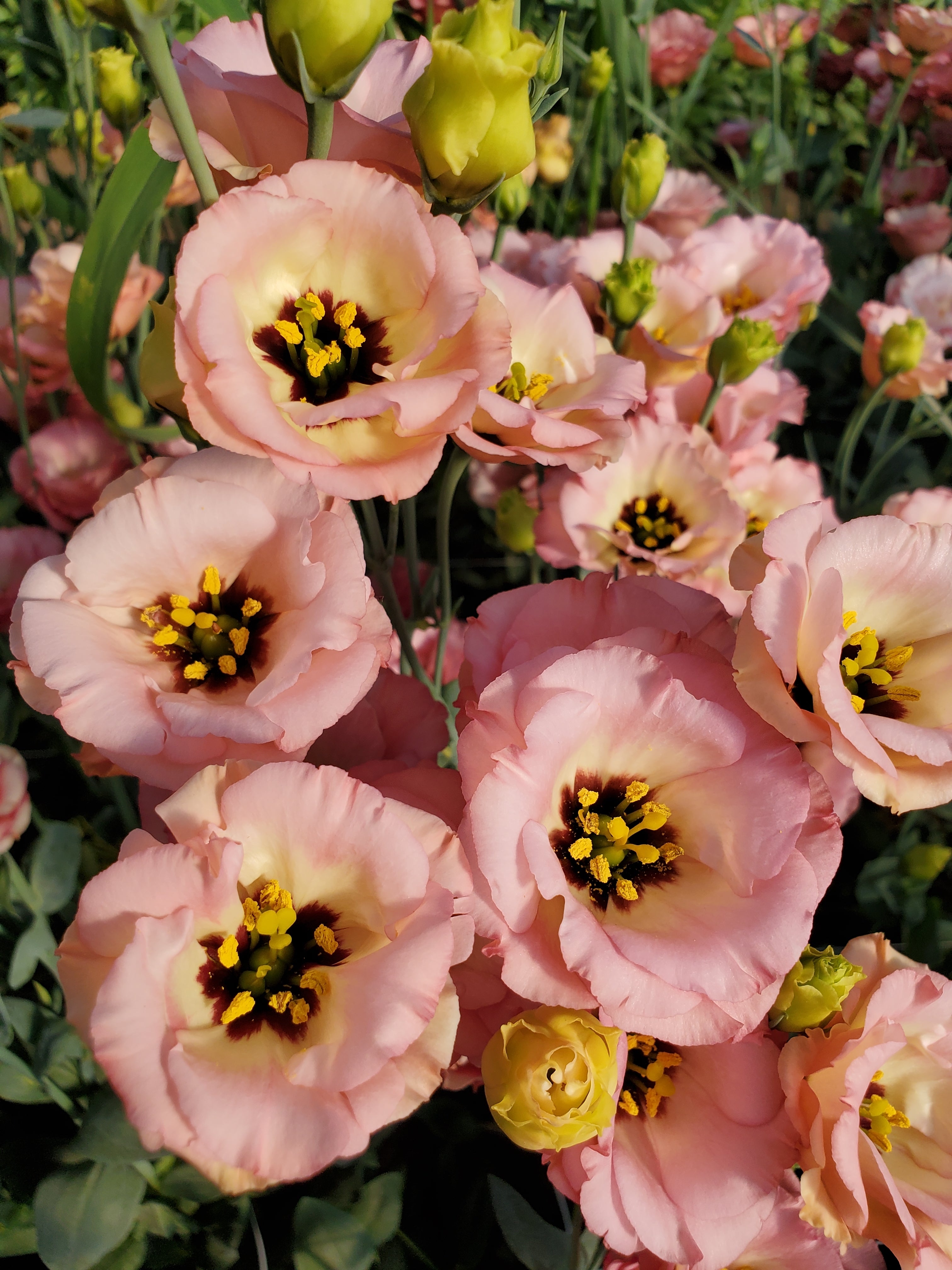 Lisianthus