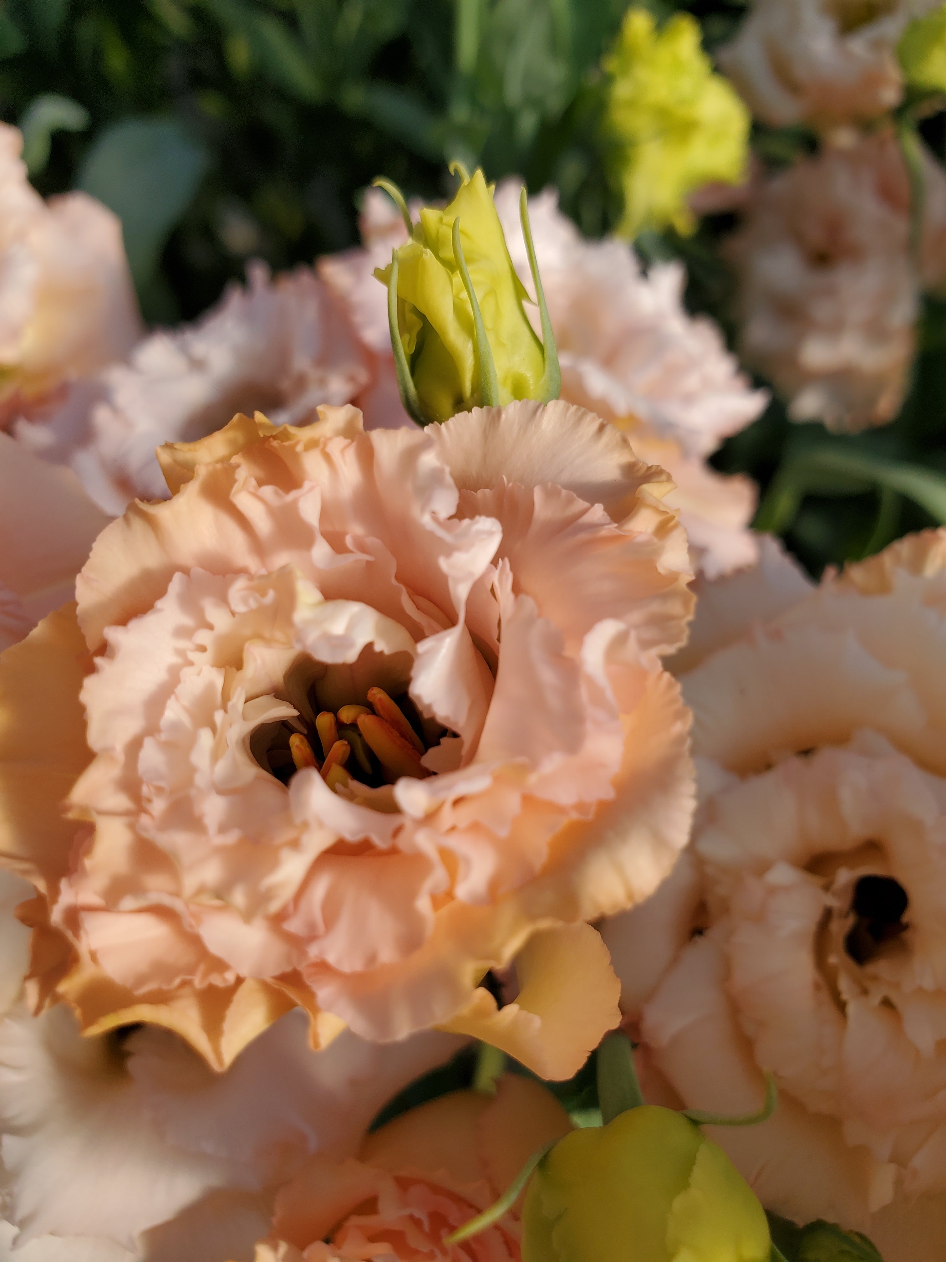 Lisianthus