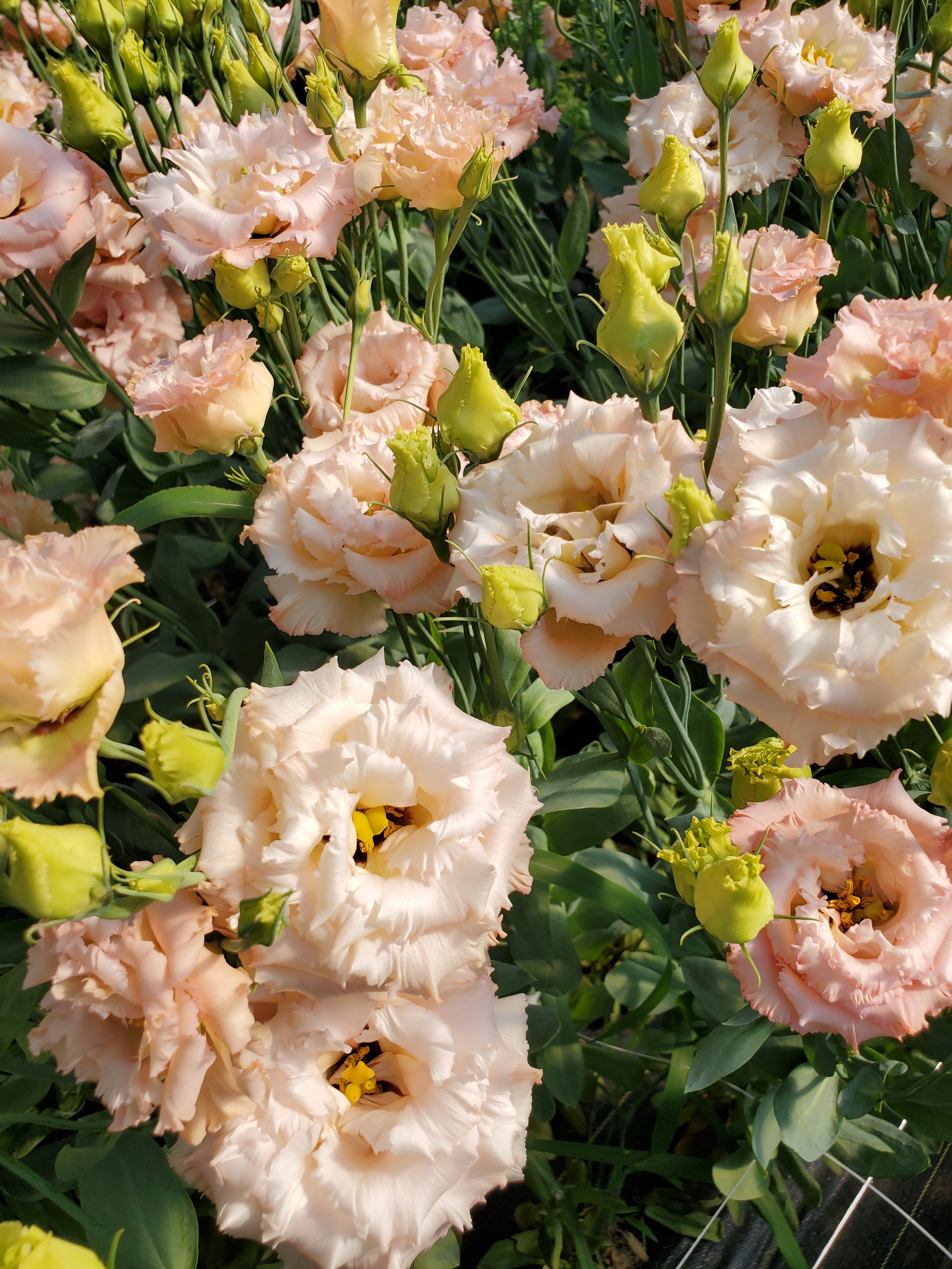 Lisianthus