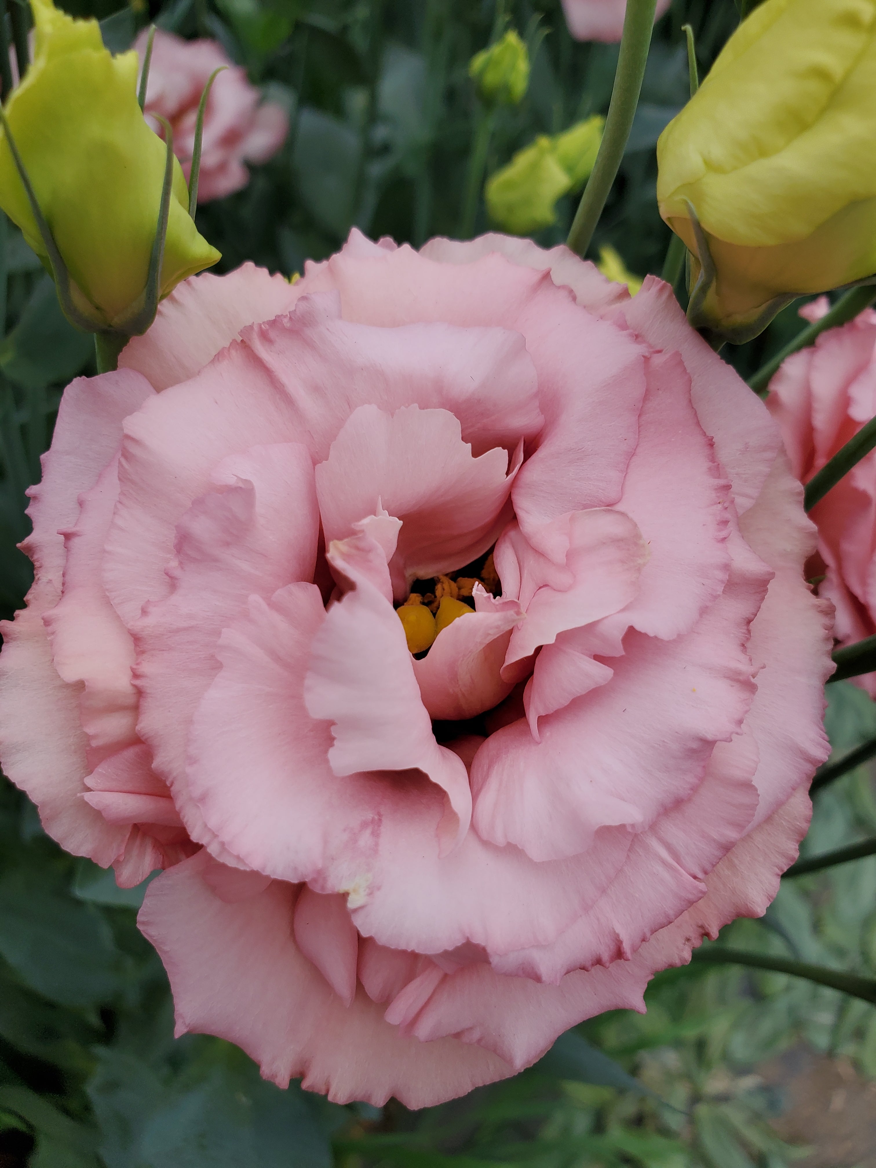 Lisianthus